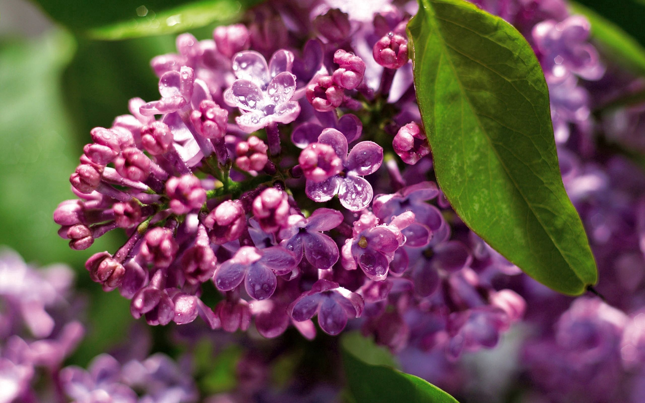 Free download wallpaper Macro, Flowers, Lilac, Plant, Branch on your PC desktop