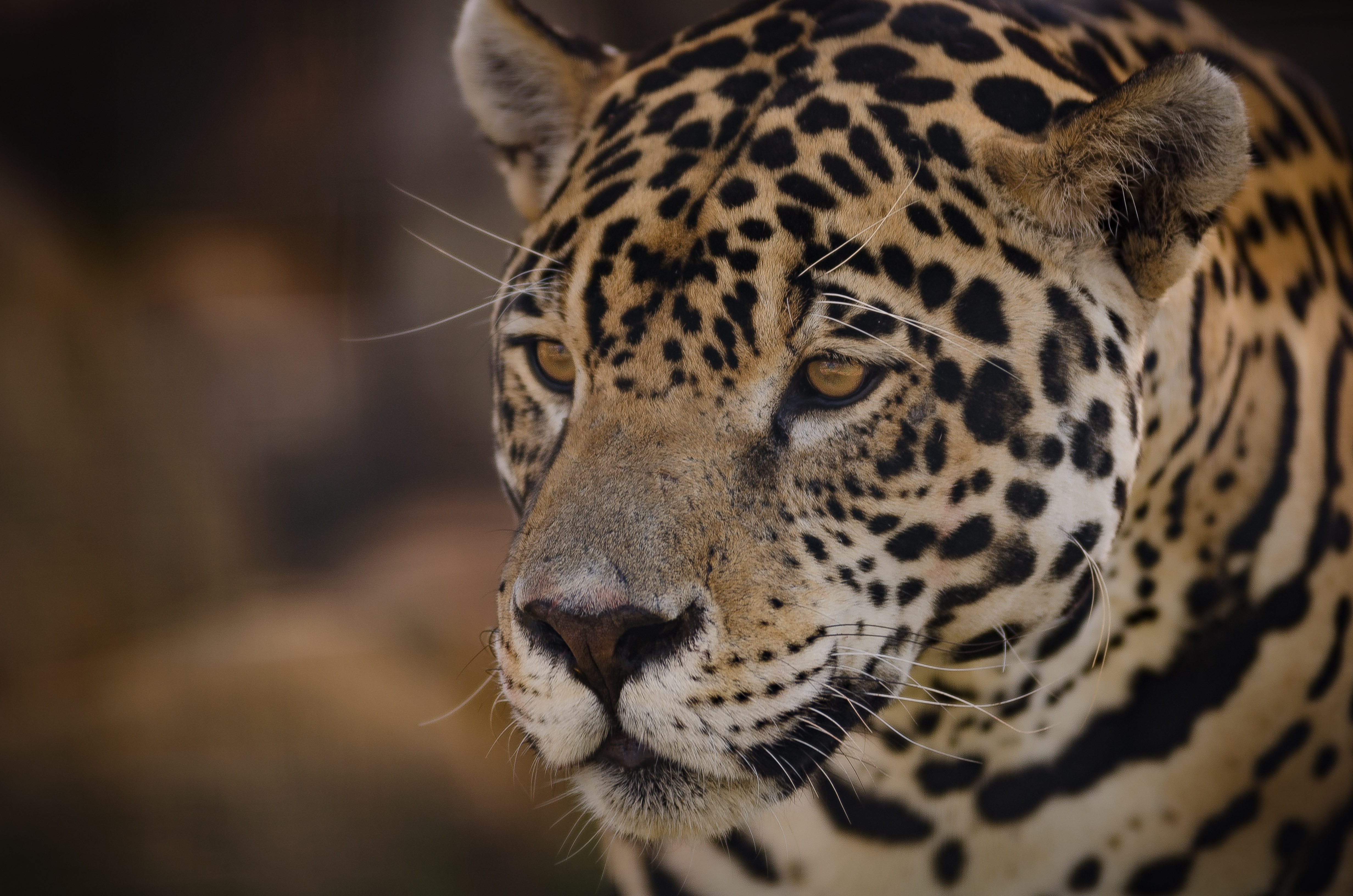 Laden Sie das Jaguar, Schnauze, Tiere, Predator, Raubtier-Bild kostenlos auf Ihren PC-Desktop herunter