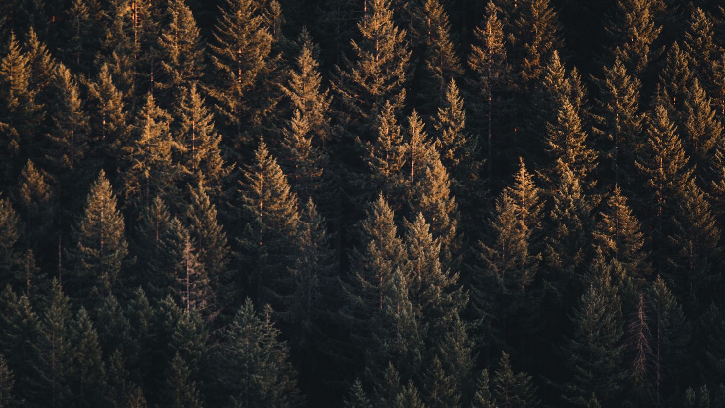 Forest brown. Лес вид сверху. Хвойный лес. Темный лес сверху. Коричневый лес.