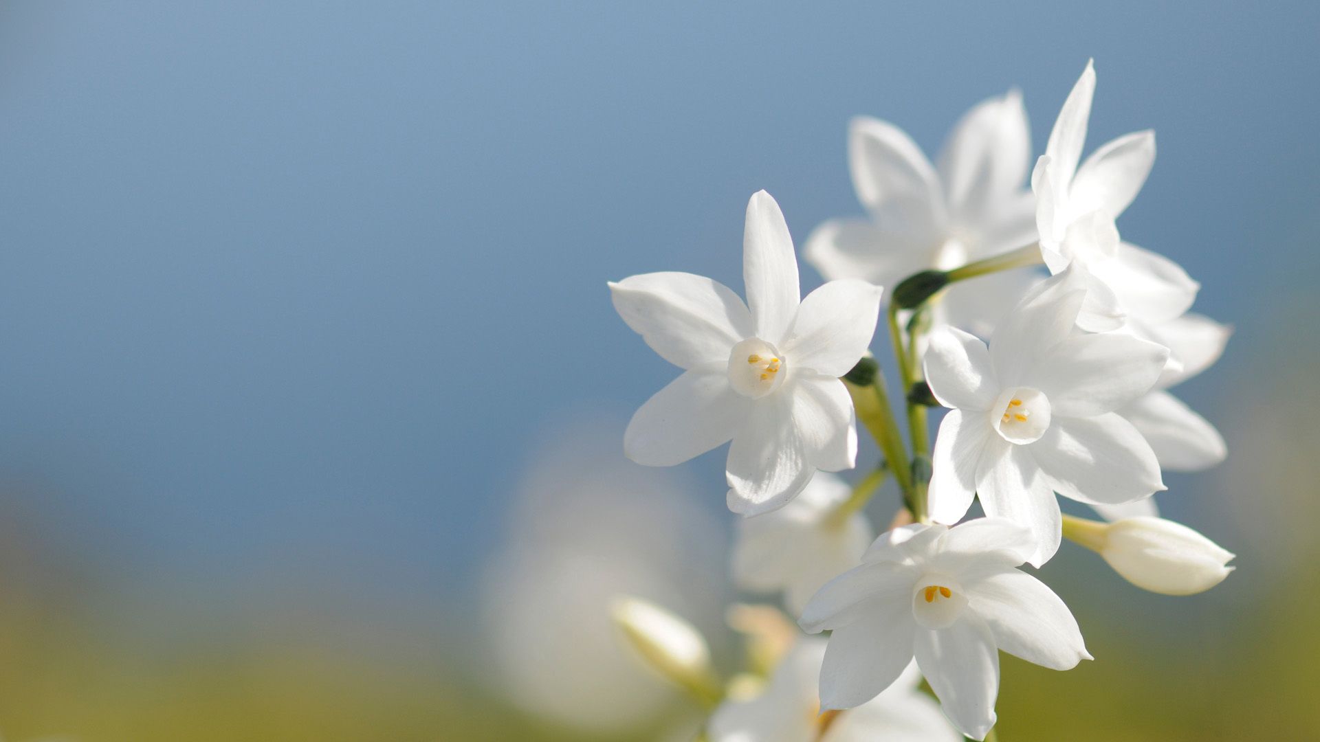 Free download wallpaper Flowers, Macro, Narcissus, Background on your PC desktop