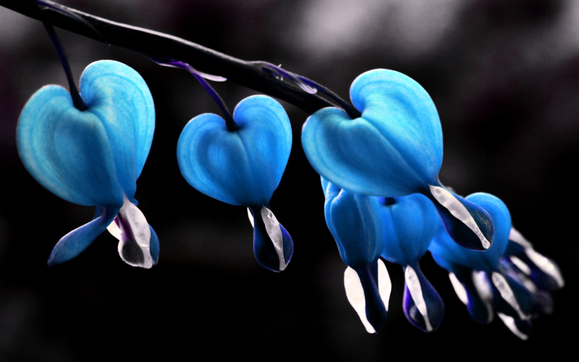 earth, bleeding heart, blue flower, flower, pastel, flowers