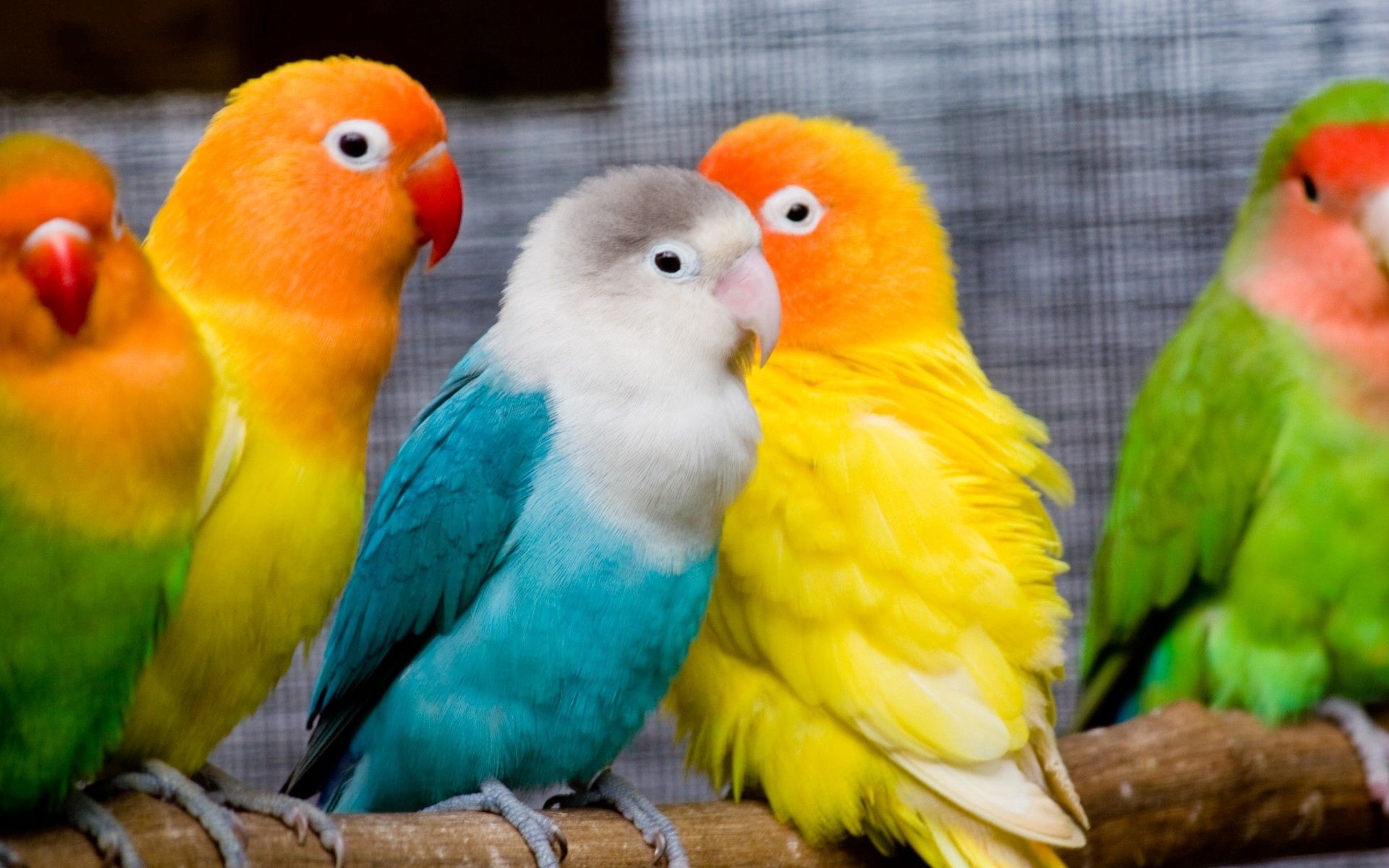 parrots, birds, sit, animals, multicolored, branch 1080p