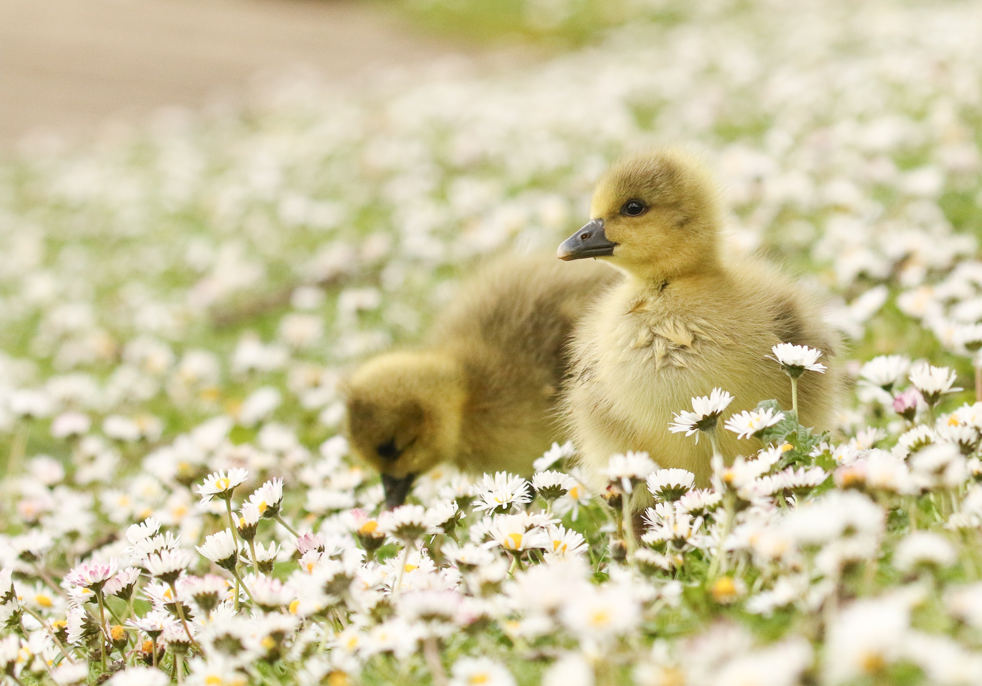 goose, animal, baby animal, chick, white flower, birds HD wallpaper