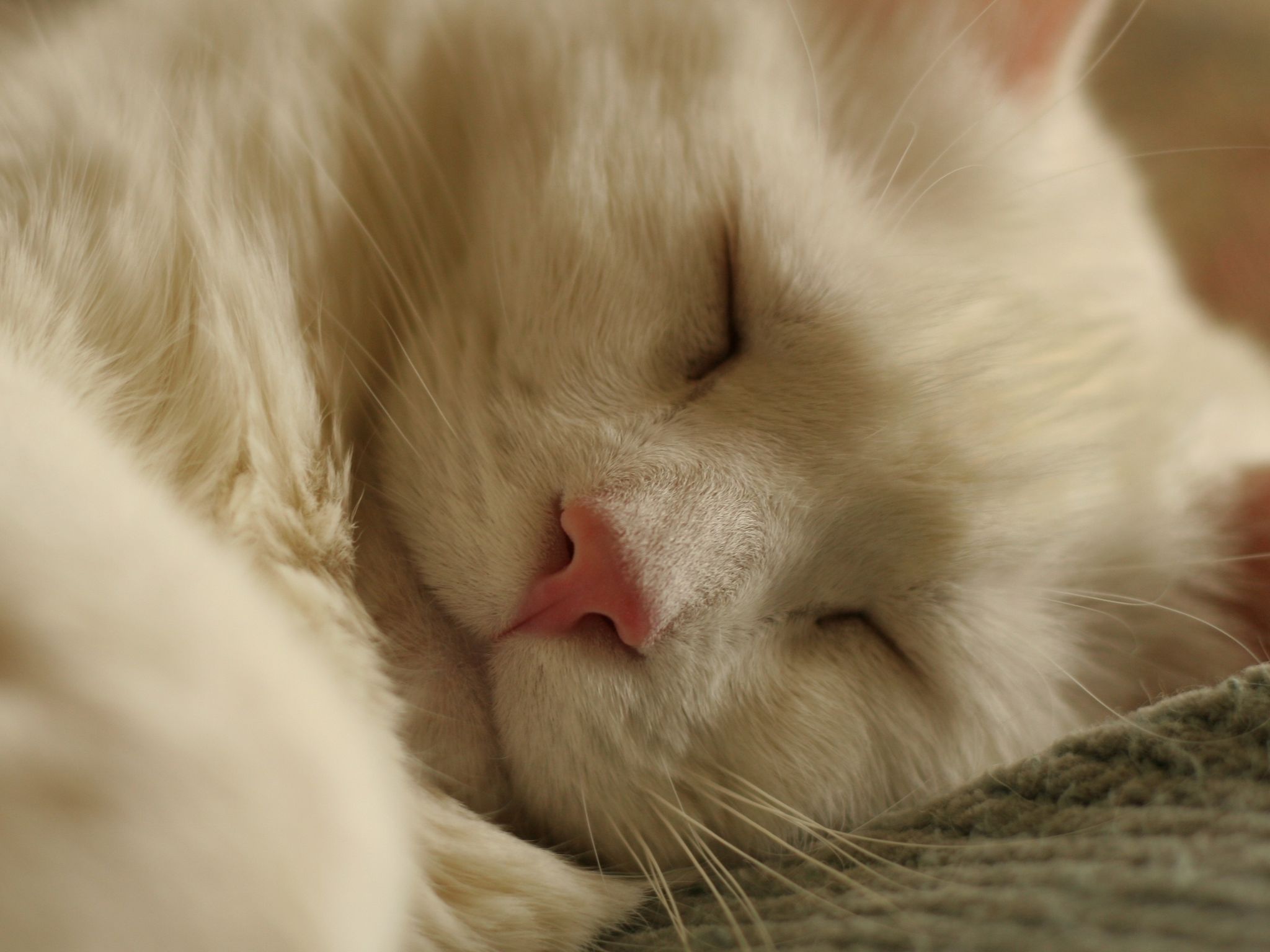 Сонный котик