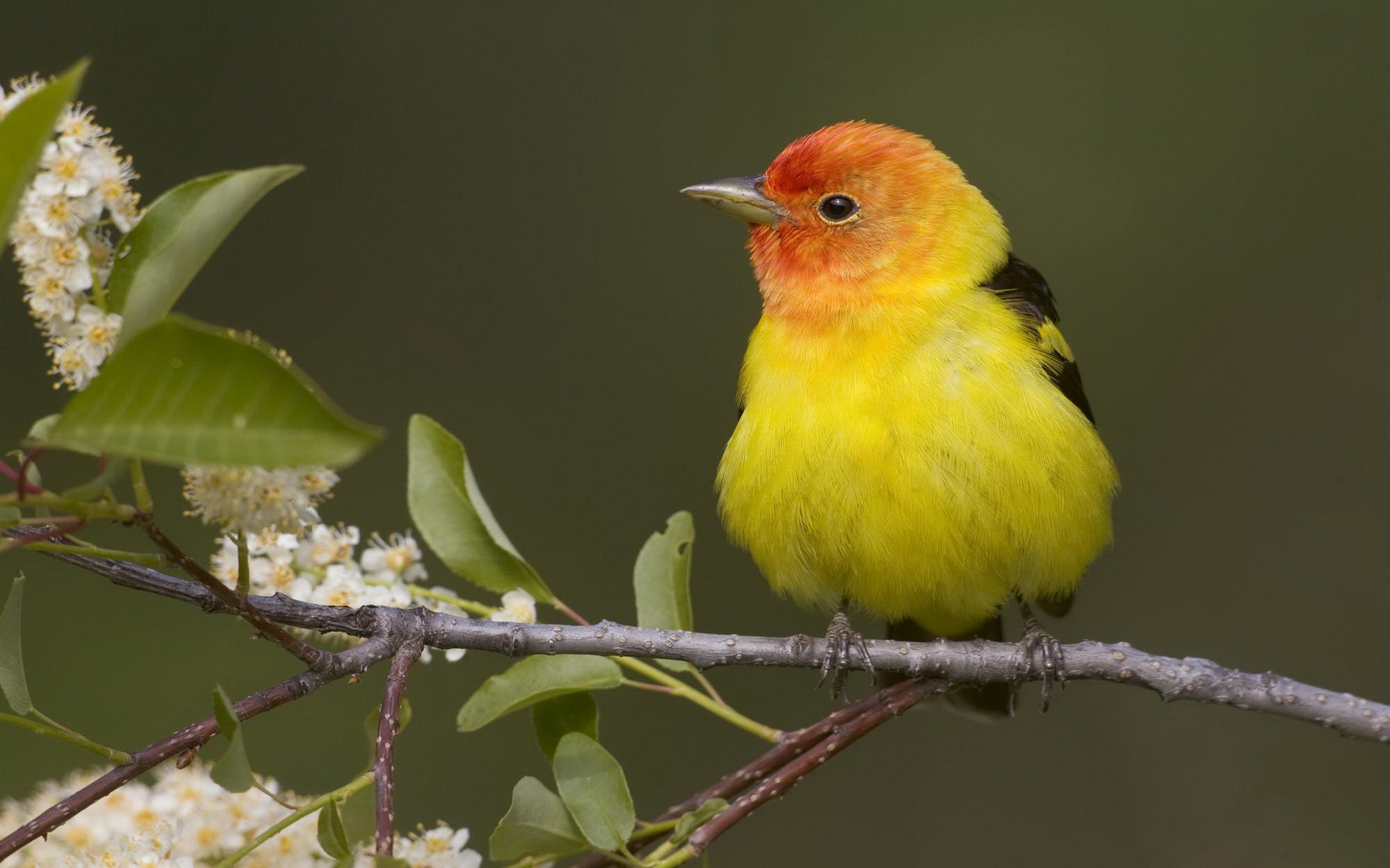 Tanager Widescreen image