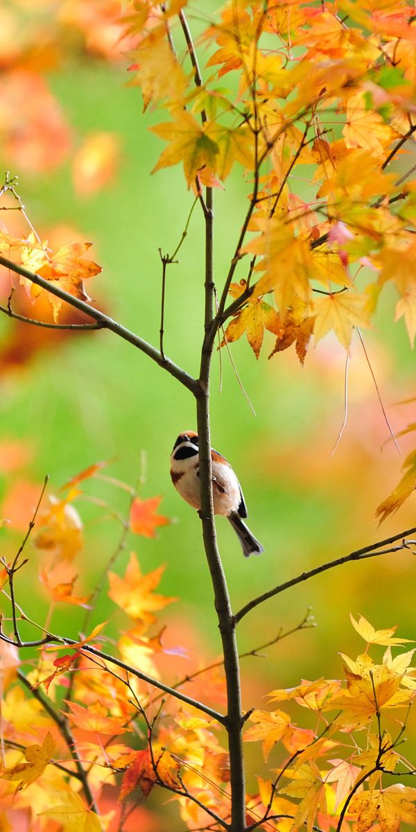 Fall bird. Осенние птицы. Обои осень. Осенние листья пейзаж. Насекомые и птицы осенью.