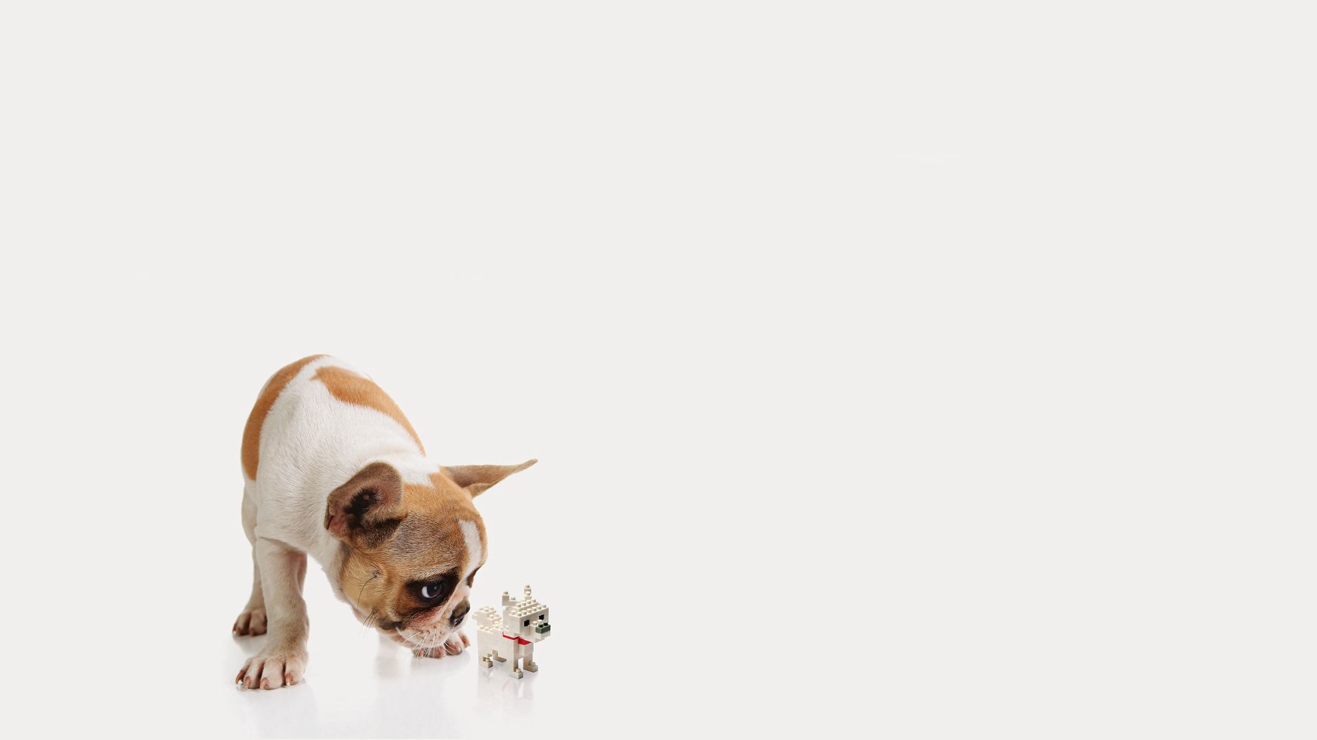 123373 завантажити картинку мінімалізм, собака, пес, іграшка, щеня, цуценя - шпалери і заставки безкоштовно