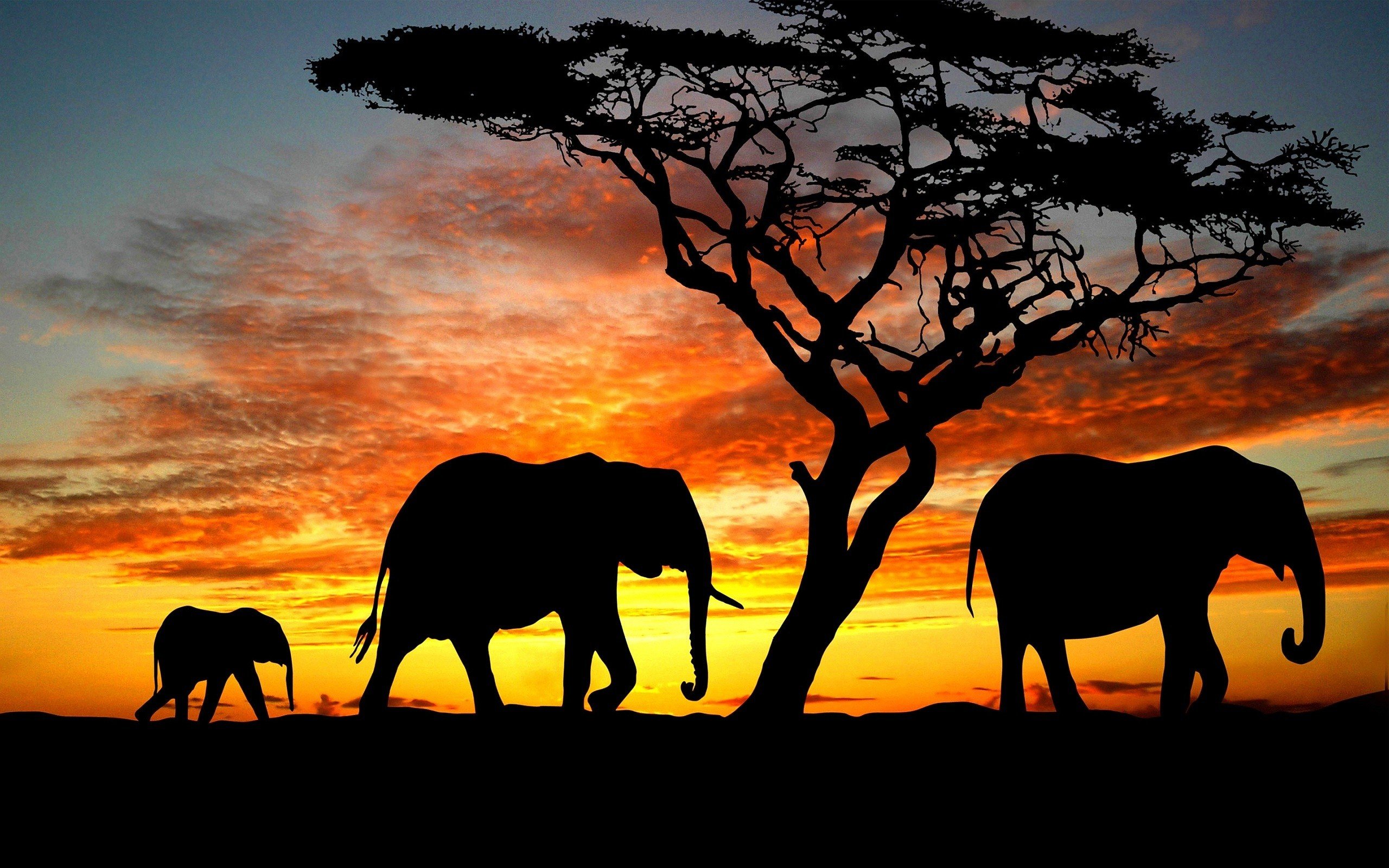 Африканский слон в саванне