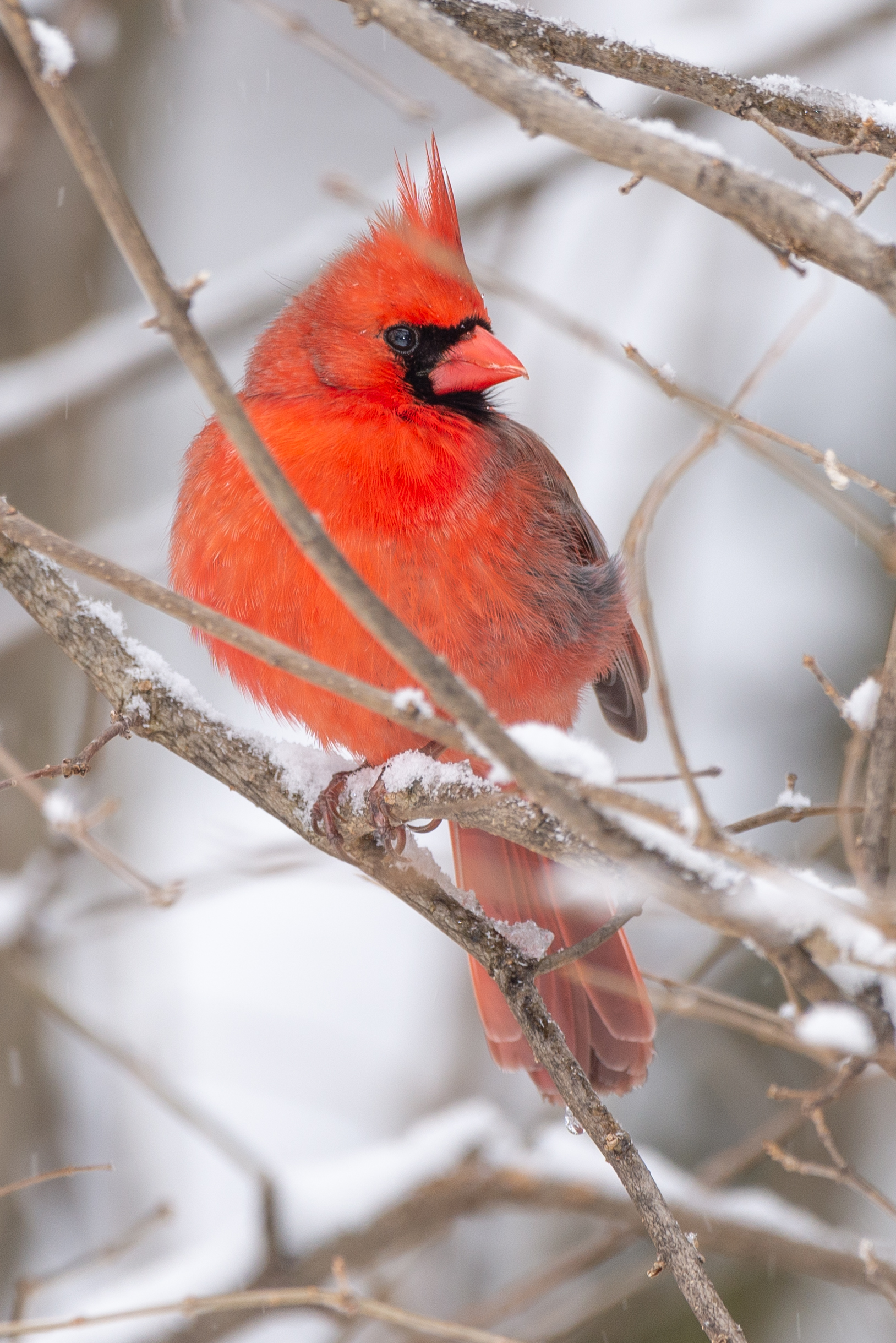 100474 descargar imagen animales, pájaro, rama, cardenal rojo: fondos de pantalla y protectores de pantalla gratis