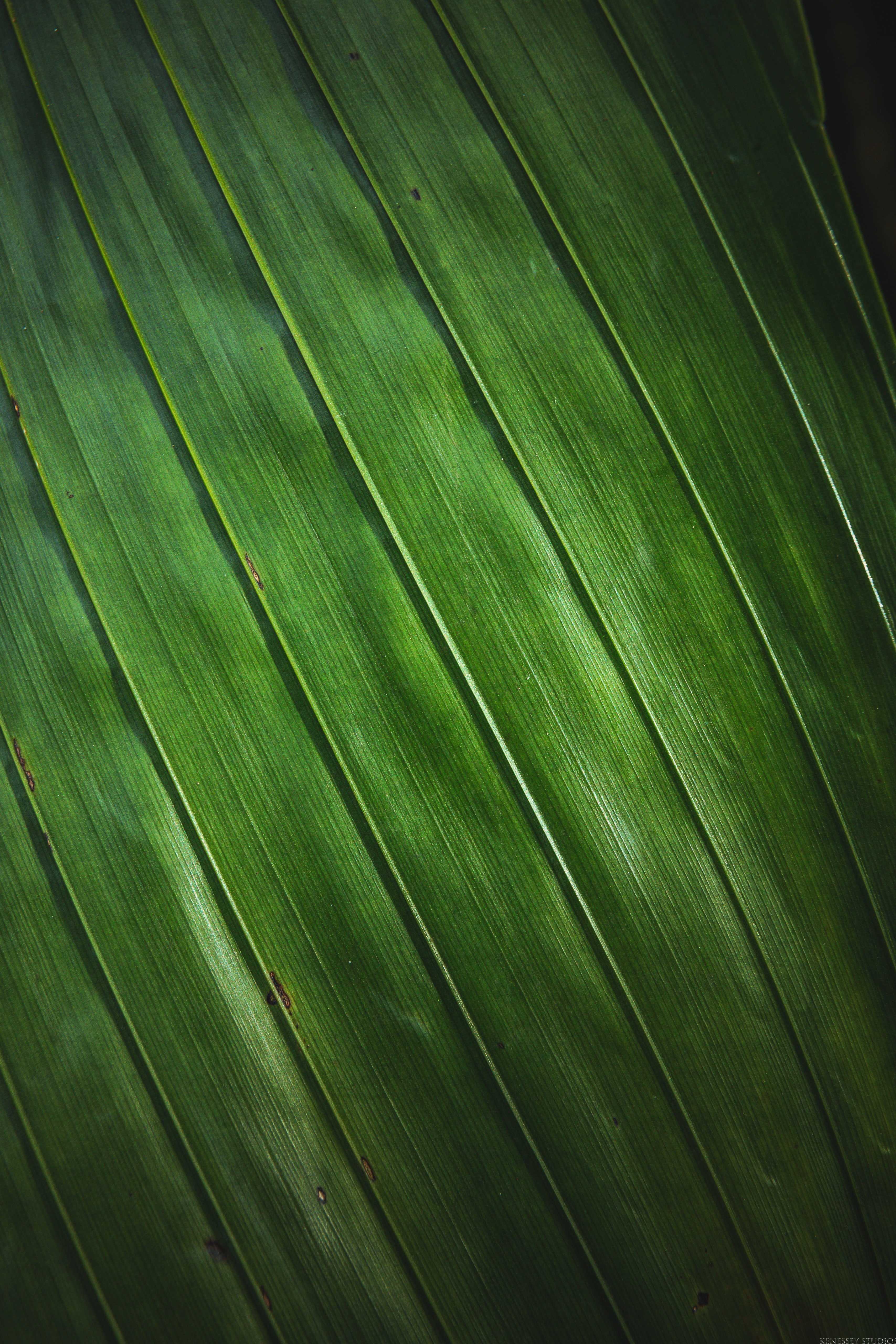 148238 free download Green wallpapers for phone,  Green images and screensavers for mobile
