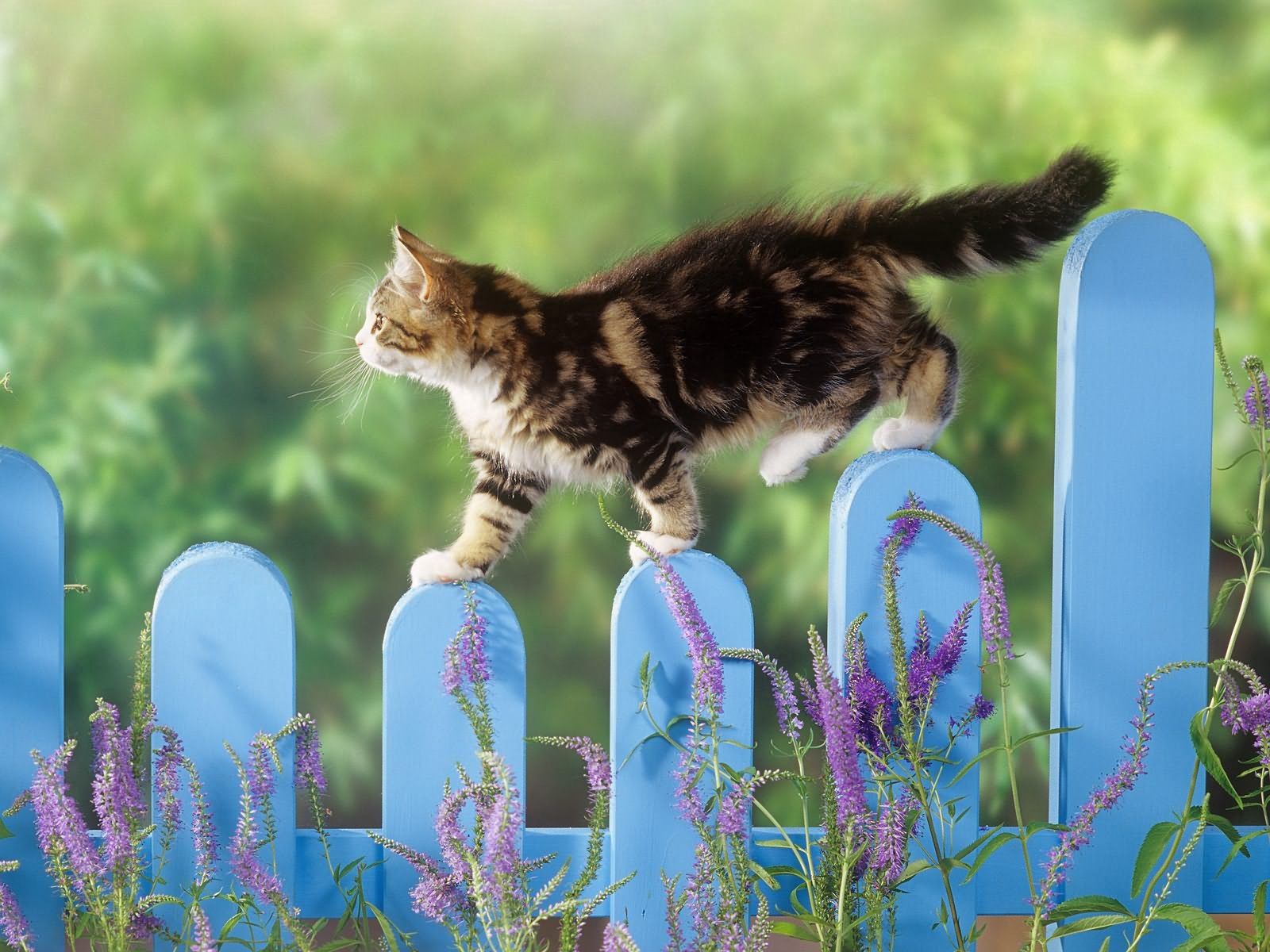 Download mobile wallpaper Stroll, Fence, Fluffy, Kitty, Kitten, Animals for free.