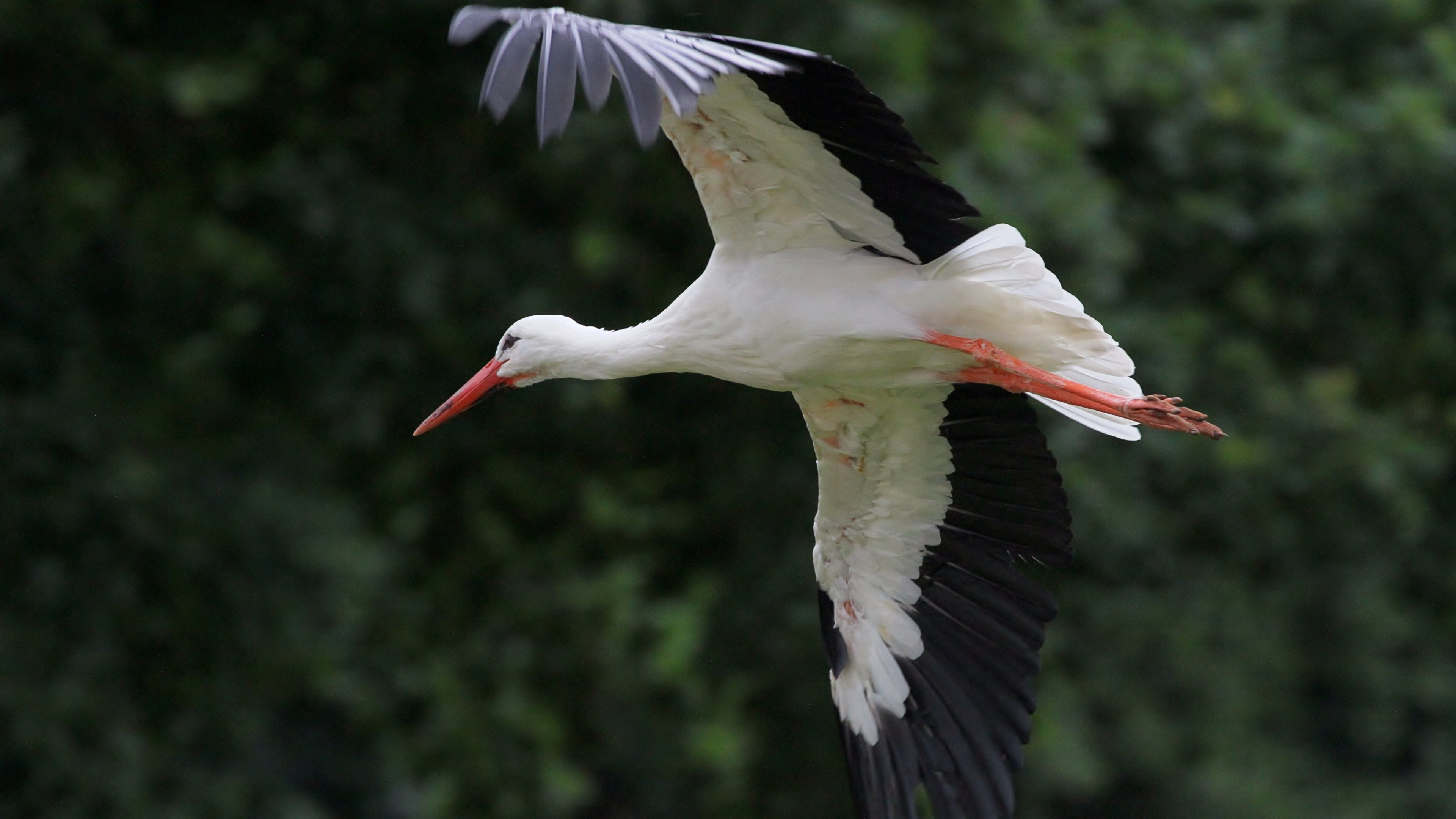8k White Stork Images
