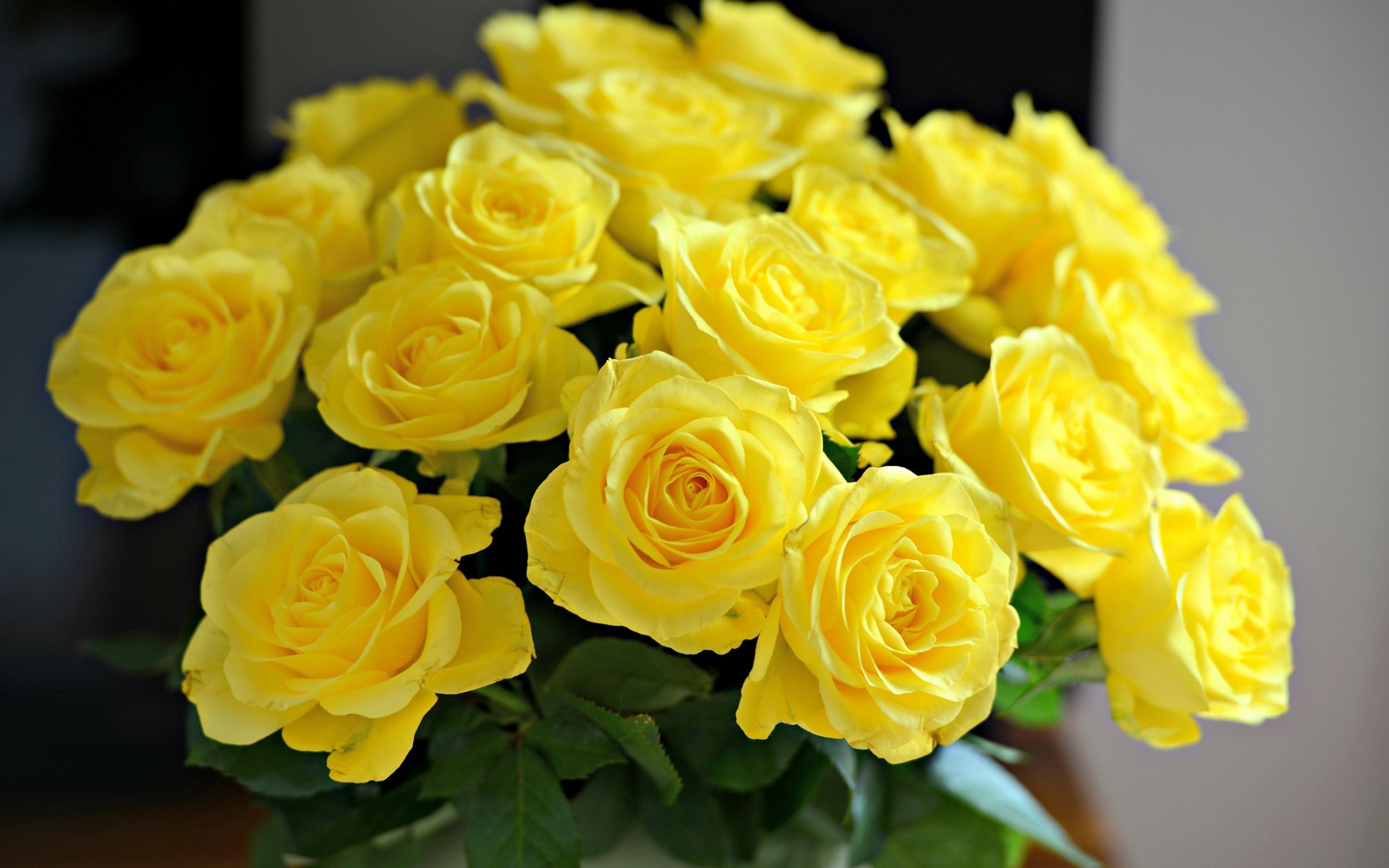 фото красивых желтых цветов