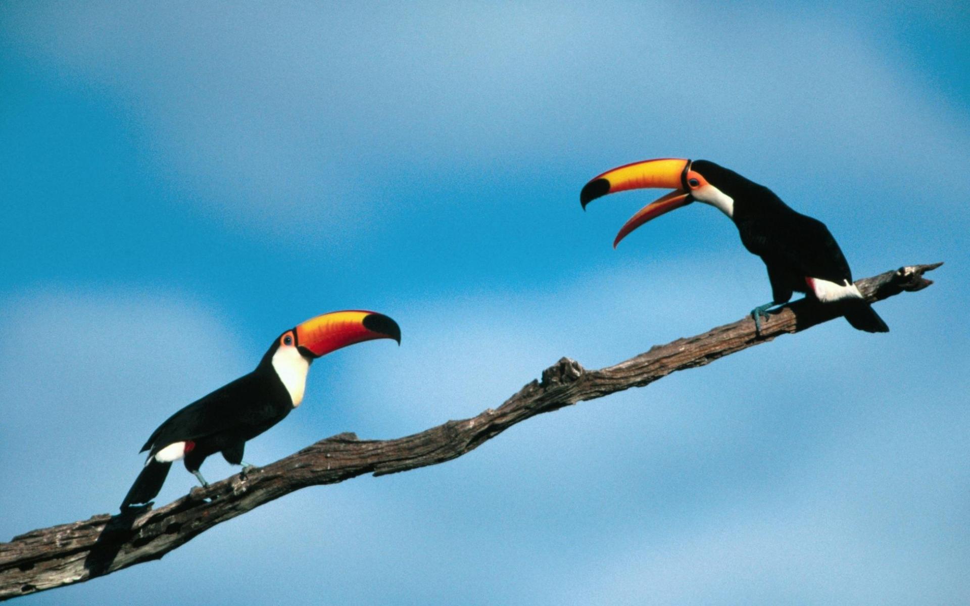 animal, toco toucan, birds Full HD