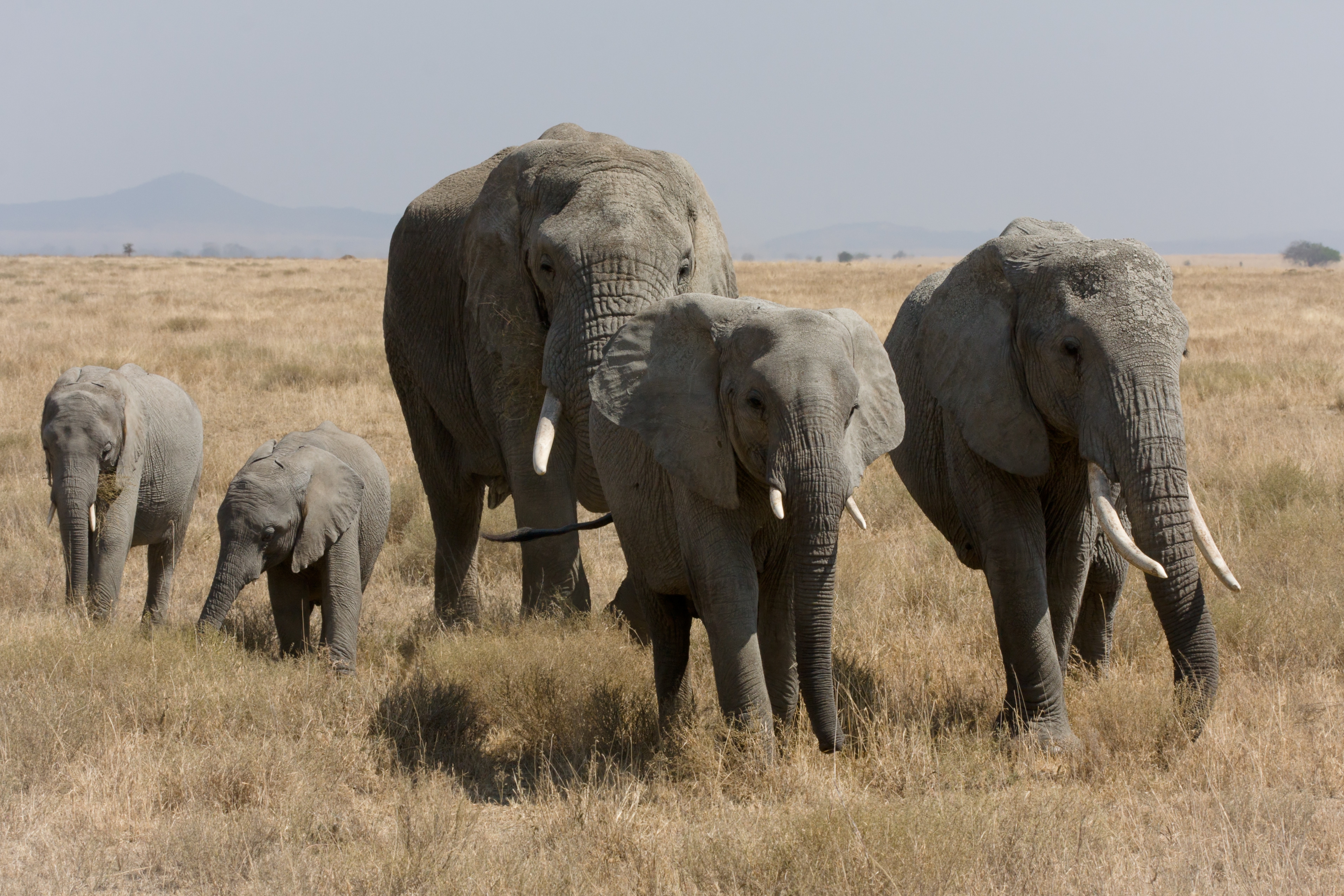 elephants, stroll, animals, grass