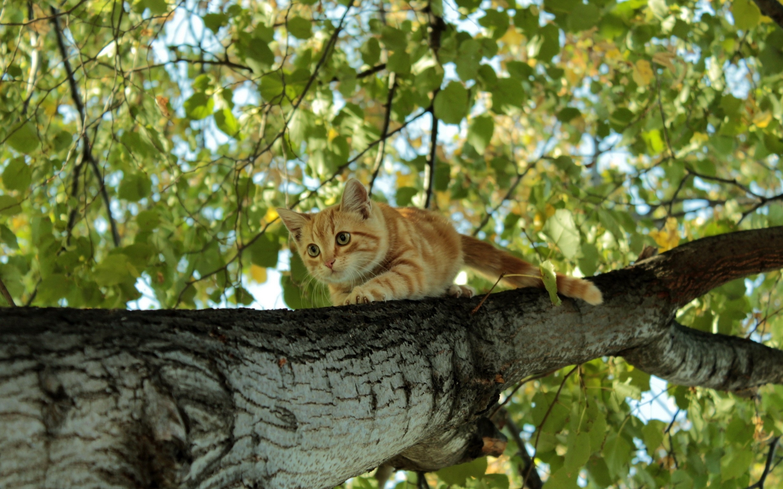 Кот на дереве