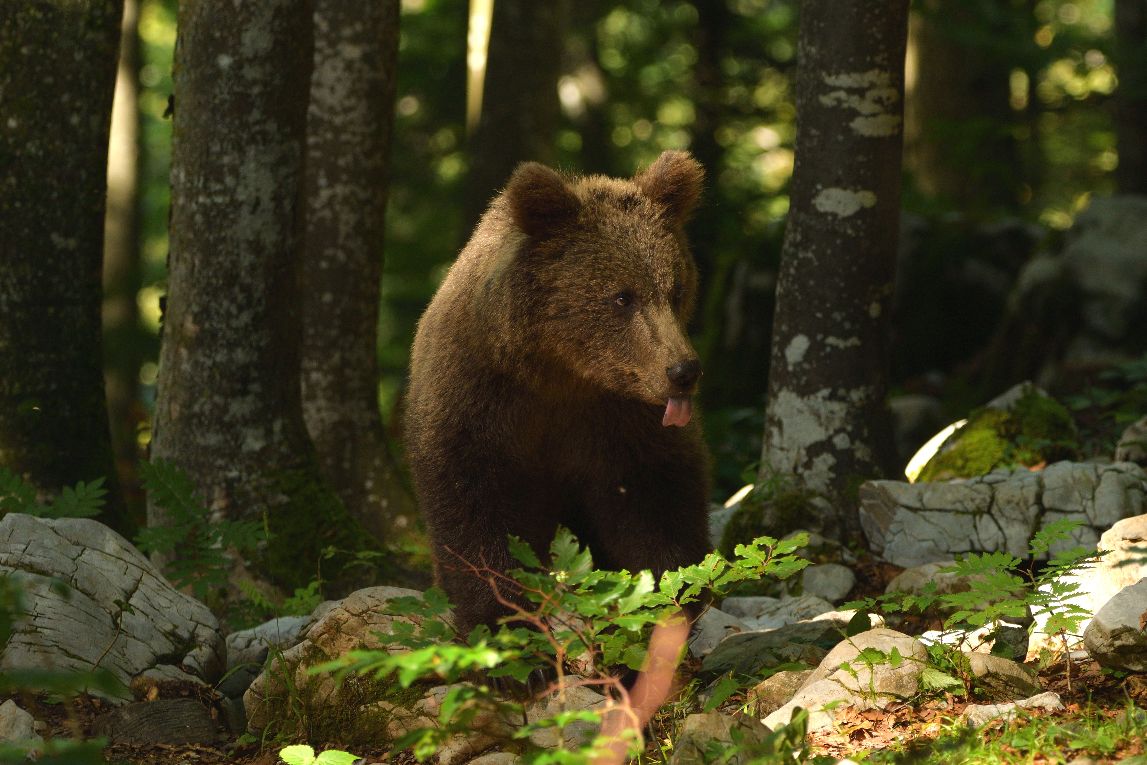 Bears live in forests. Гризли североамериканский бурый медведь. Бурый медведь в лесу. Медвежонок в лесу. Медведь в тайге.