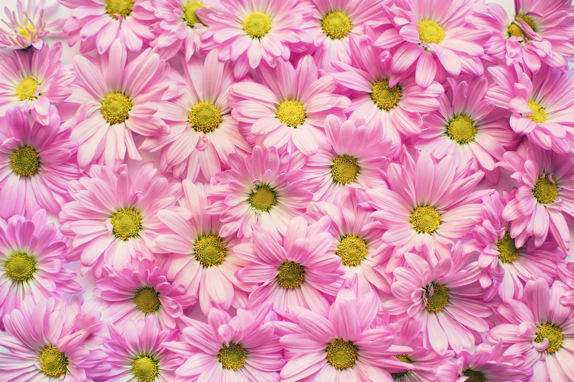 408591 Bildschirmschoner und Hintergrundbilder Blumen auf Ihrem Telefon. Laden Sie  Bilder kostenlos herunter