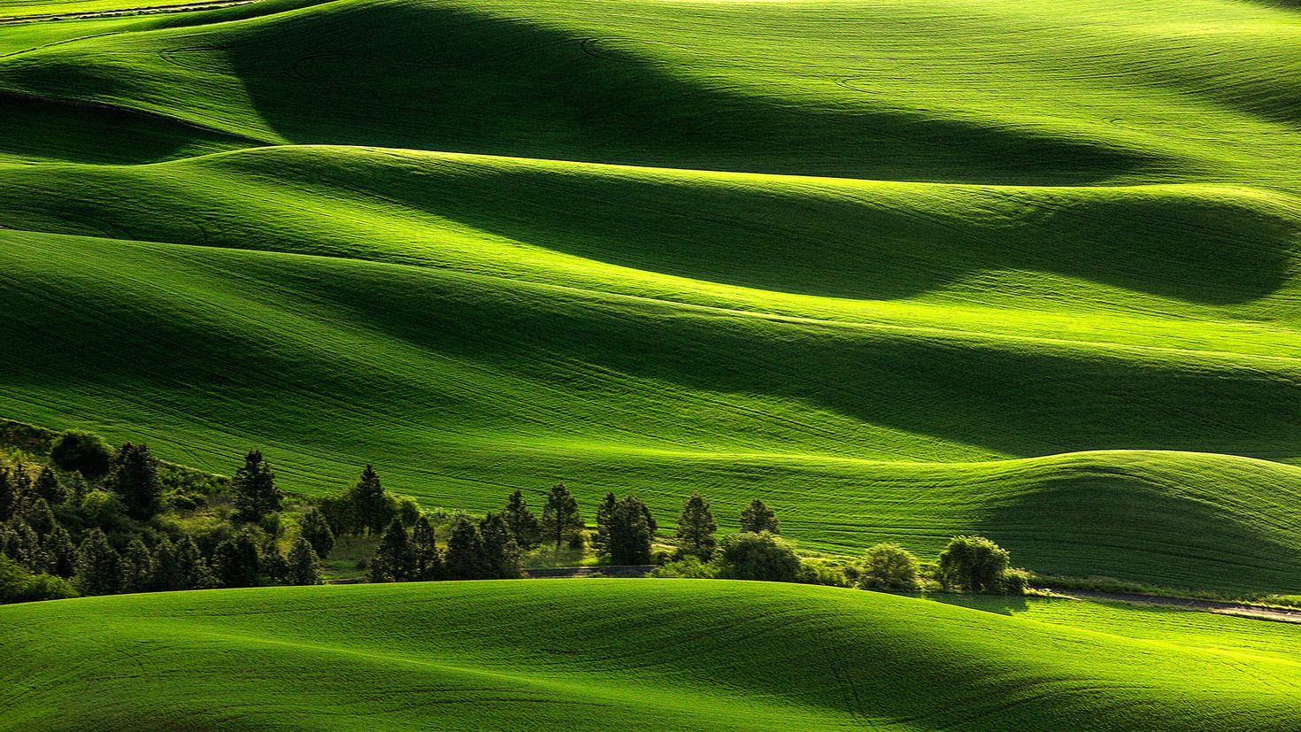 Яркий холм. Зеленое поле фон. Зеленые холмы Калифорнии. Зеленый пейзаж. Зеленые Луга.
