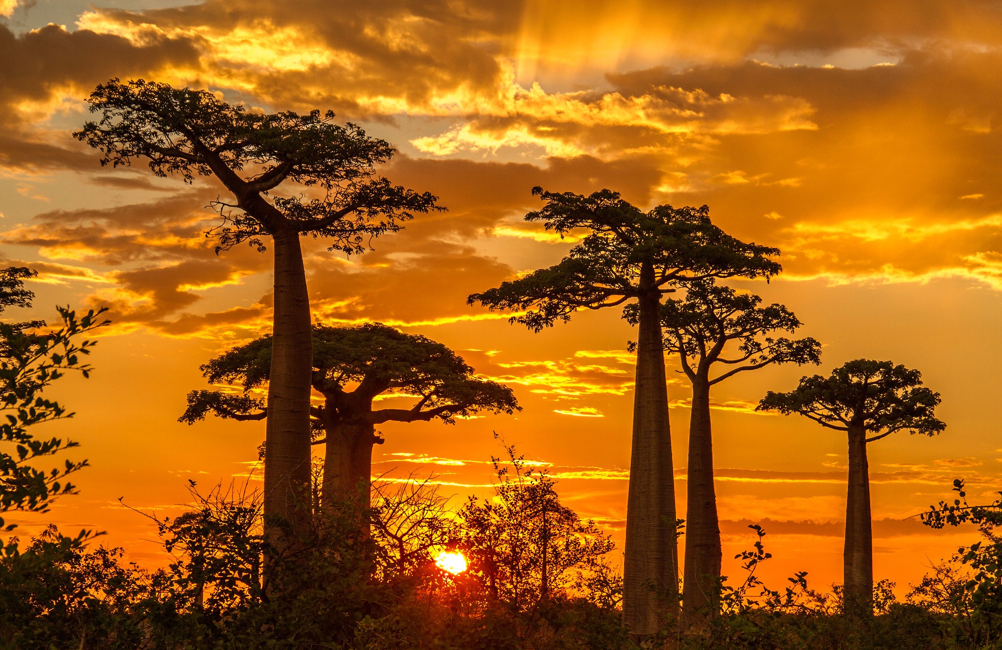 baobab tree, trees, earth, madagascar, sunset
