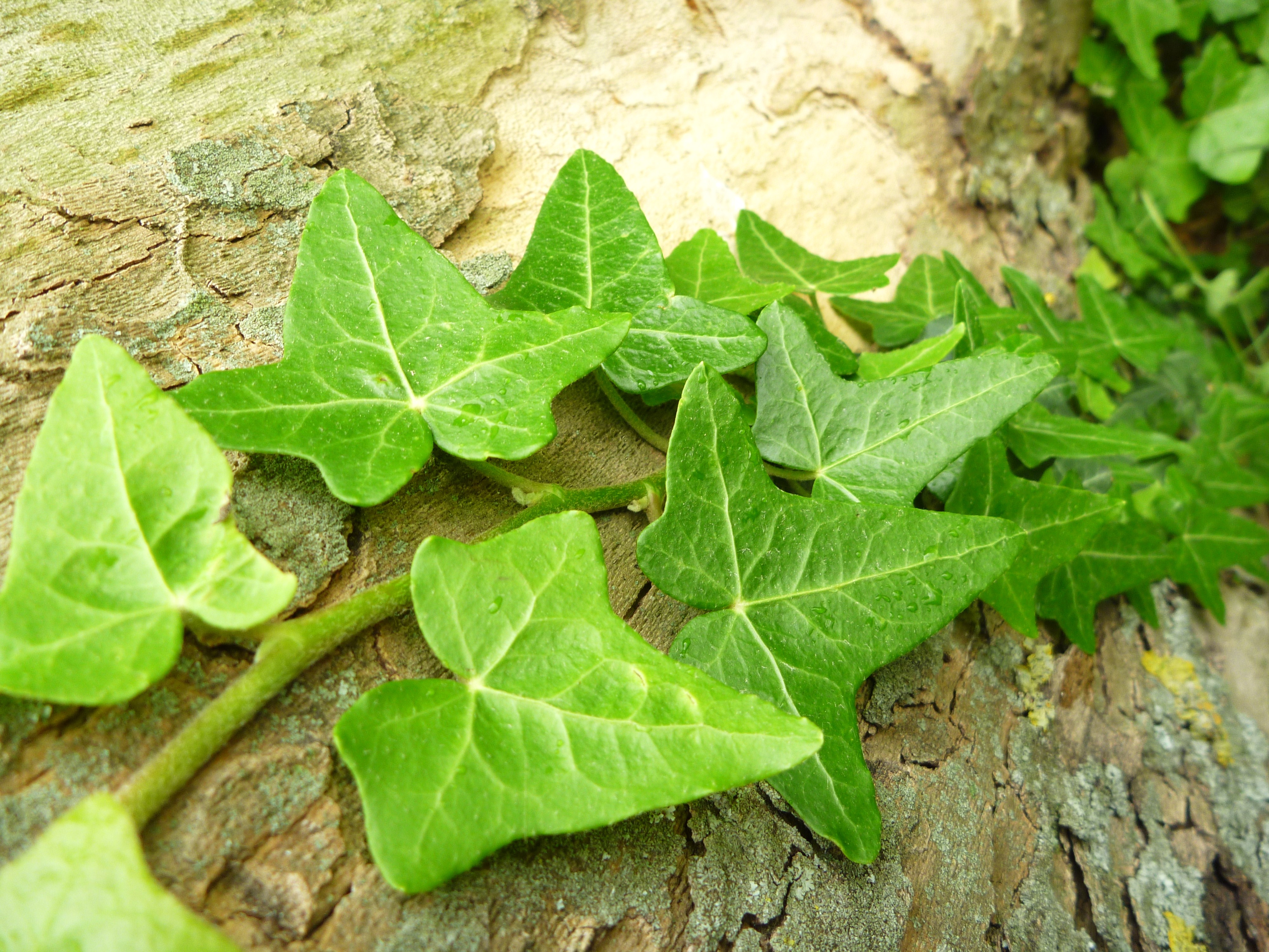 earth, ivy, leaf, nature HD wallpaper