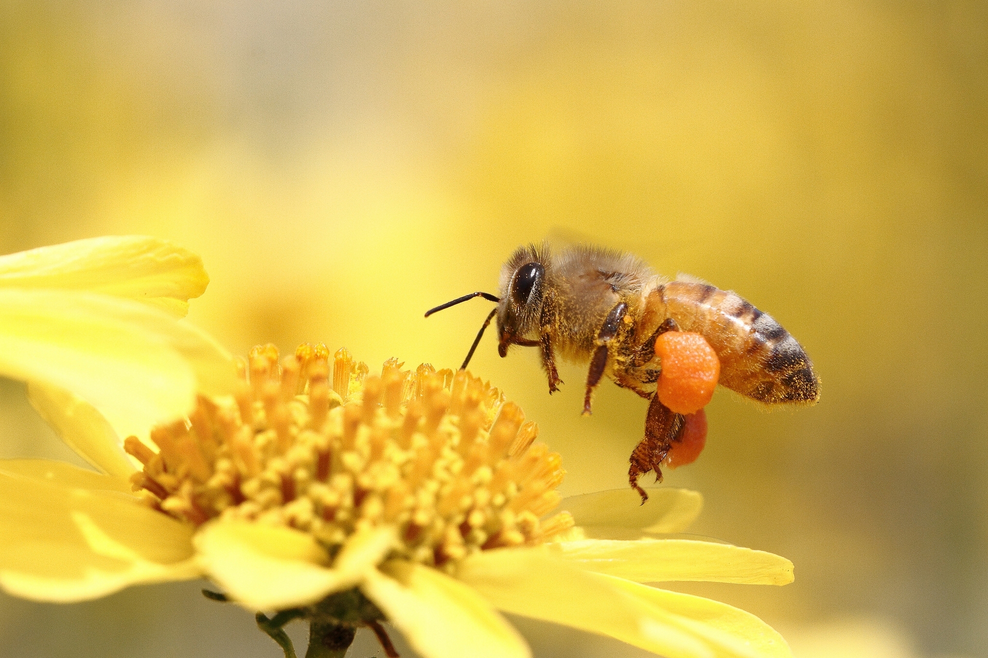 313363 descargar fondo de pantalla animales, abeja, insectos: protectores de pantalla e imágenes gratis
