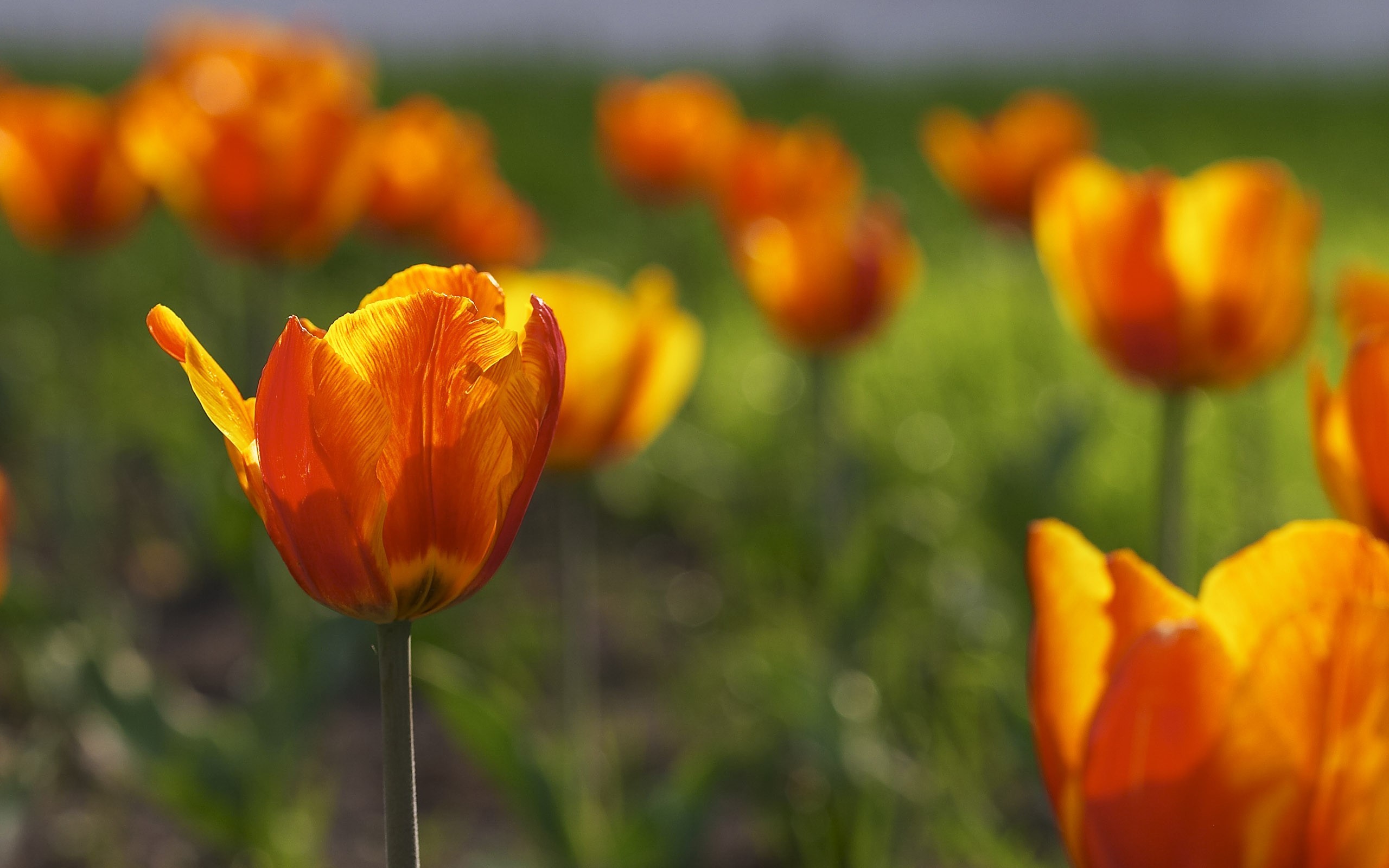 Download mobile wallpaper Flowers, Tulips, Plants for free.