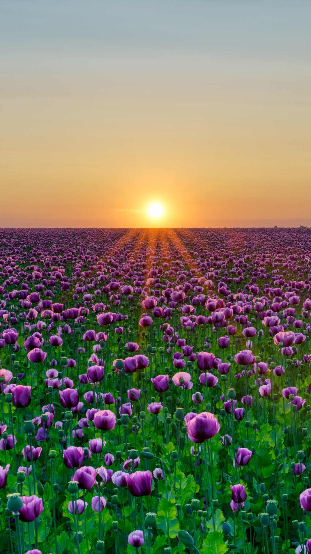 Poppy, clouds, field, poppy field, flowers, flower field, summer, sunlight,  HD wallpaper | Wallpaperbetter