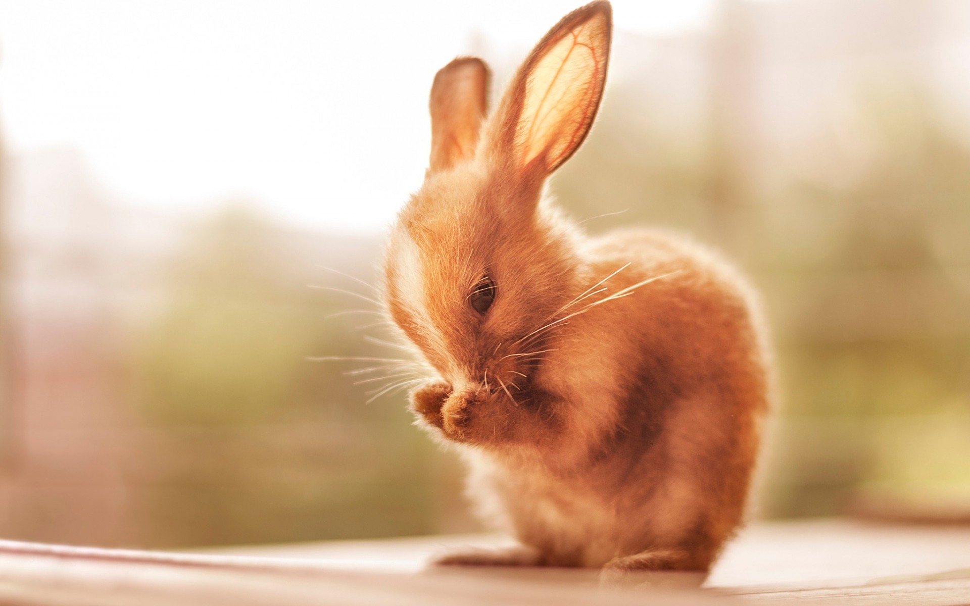 Cute Rabbit iPhone Wallpaper | Hd wallpaper iphone, Iphone wallpaper  hipster, Iphone background