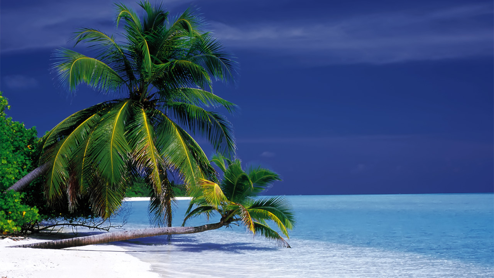 beach, maldives, palm tree, earth, ocean 5K