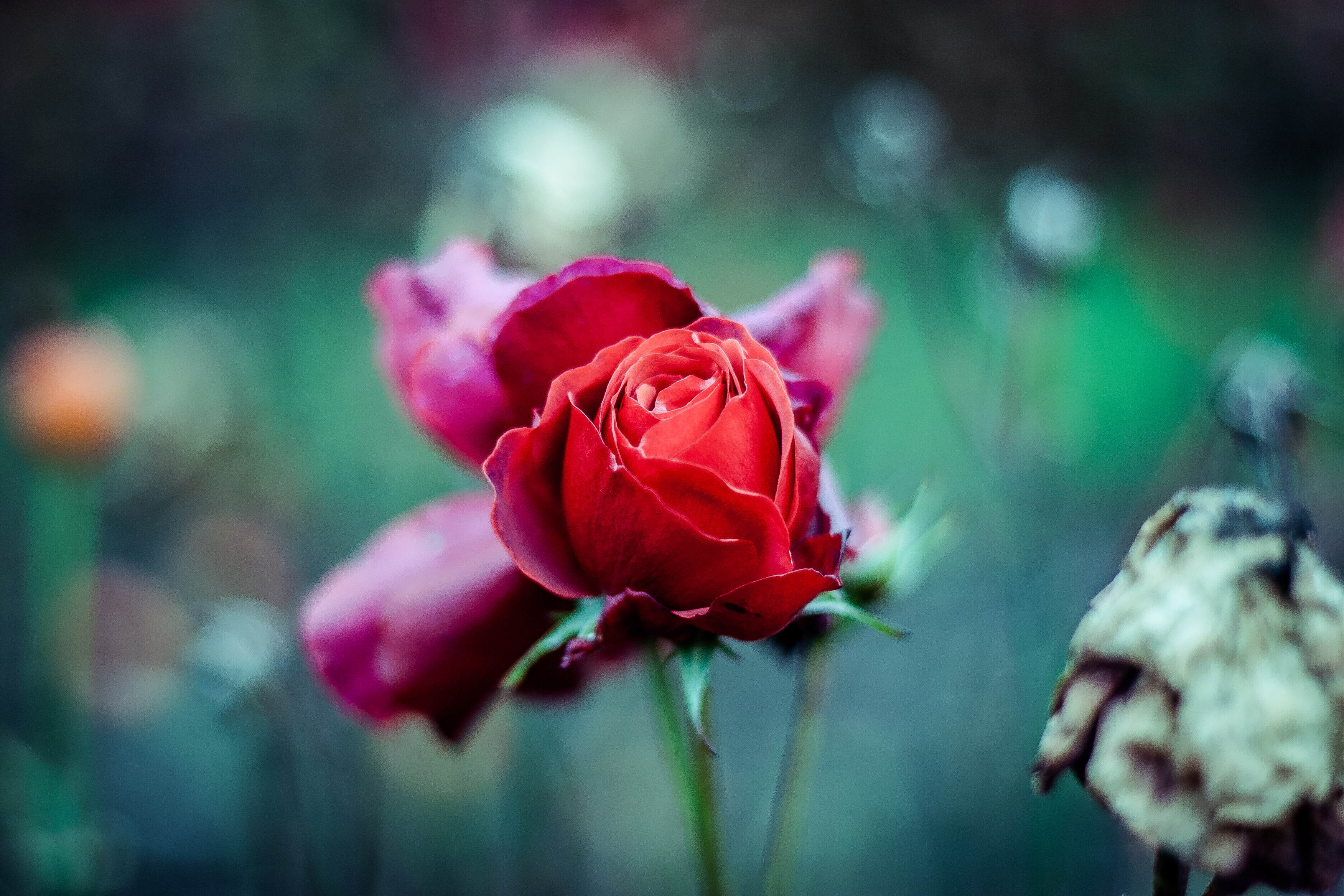 red rose, bud, stalk, flowers, blur, smooth, stem HD wallpaper