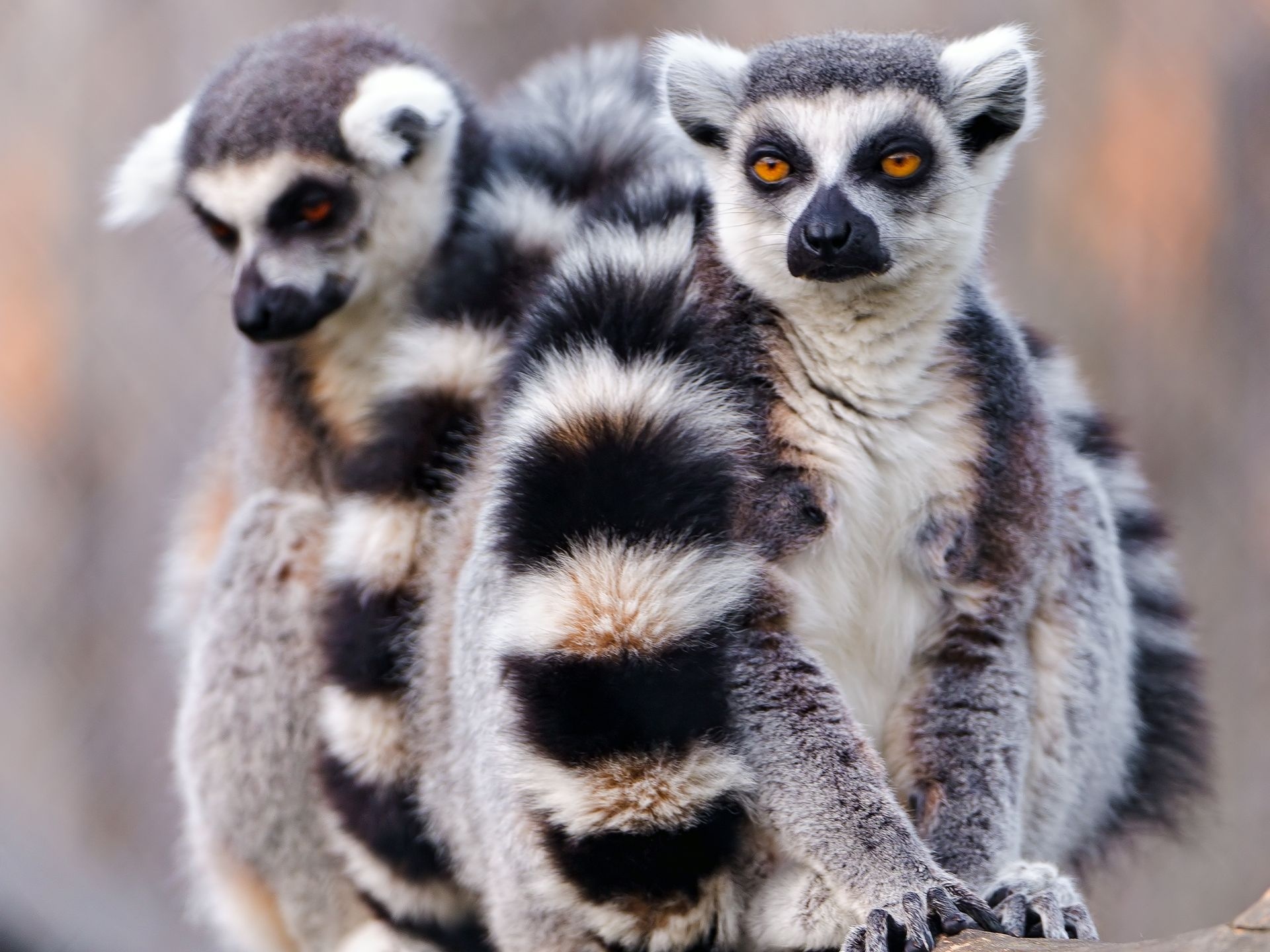 281517 Bild herunterladen tiere, lemur, affen - Hintergrundbilder und Bildschirmschoner kostenlos