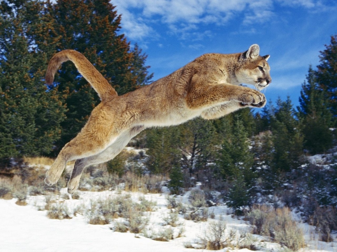 Descarga gratuita de fondo de pantalla para móvil de Puma, Animales.