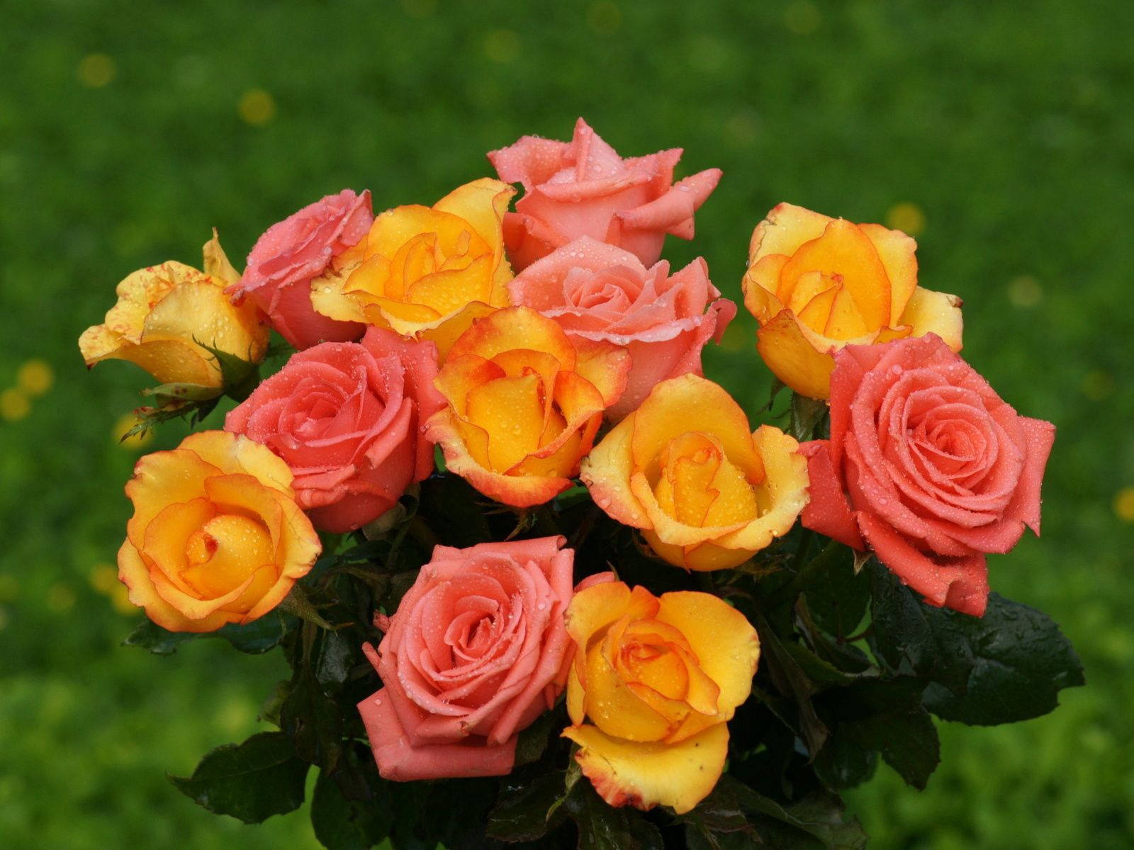 Laden Sie das Drops, Grüne, Grünen, Strauß, Frische, Bouquet, Blumen, Roses-Bild kostenlos auf Ihren PC-Desktop herunter