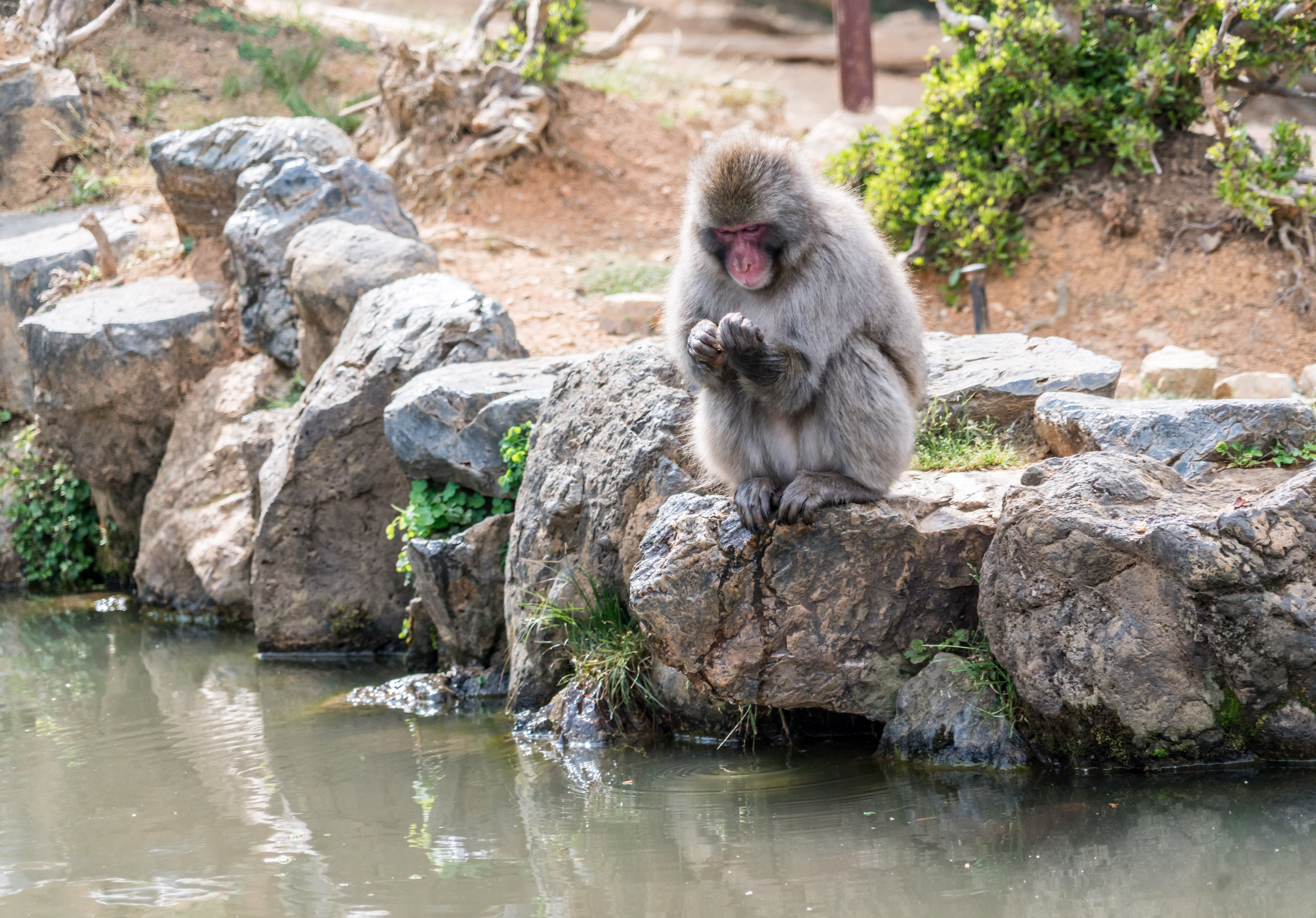 Laden Sie das Stones, Ein Affe, Tiere, Affe, Japan-Bild kostenlos auf Ihren PC-Desktop herunter