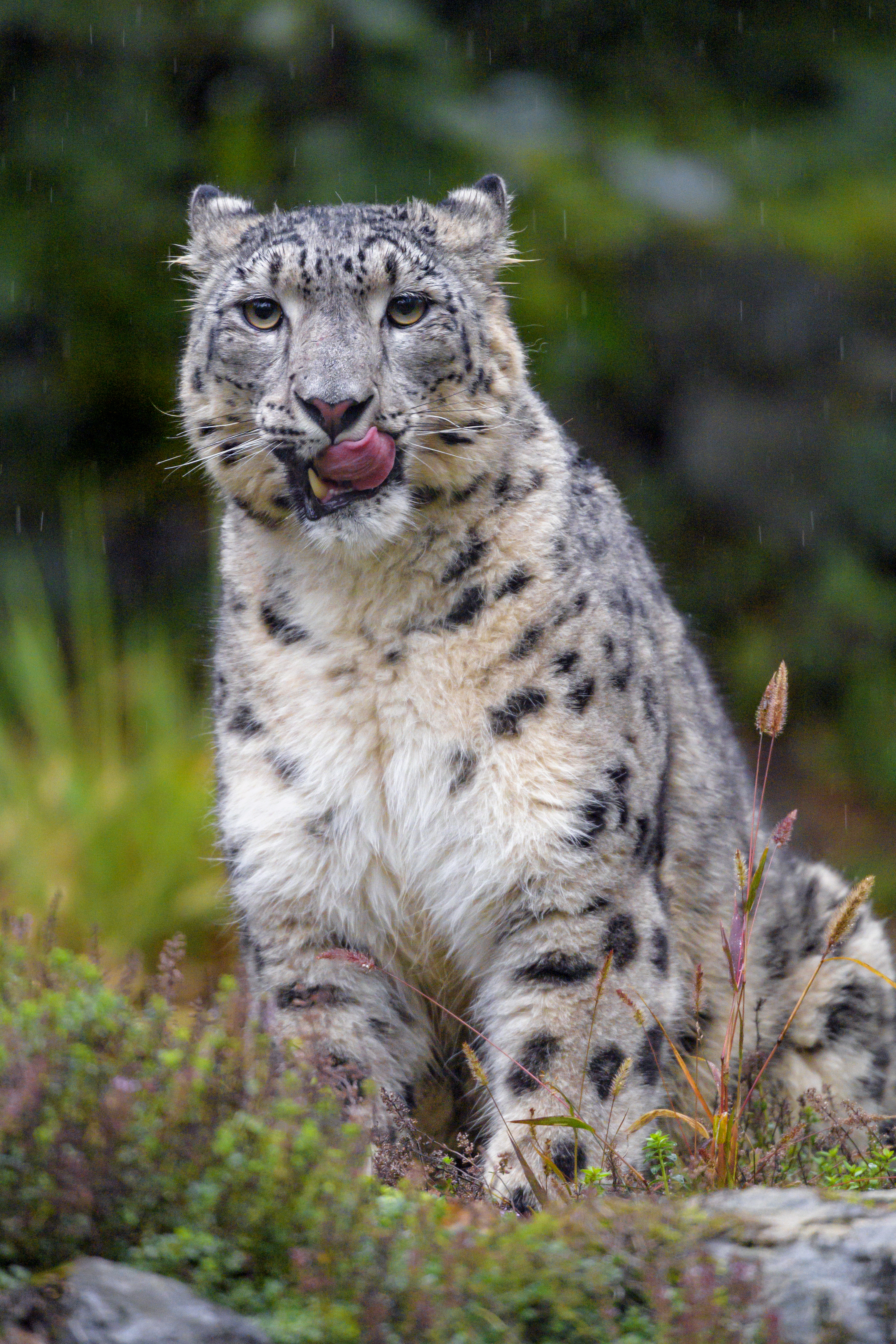 Download mobile wallpaper Protruding Tongue, Tongue Stuck Out, Animals, Predator, Leopard, Big Cat, Snow Leopard for free.