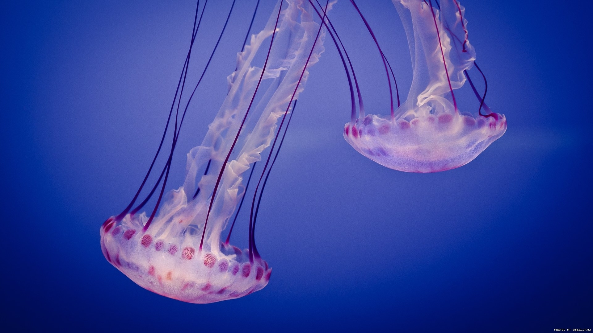 Téléchargez des papiers peints mobile Animaux, Mer, Jellyfish gratuitement.