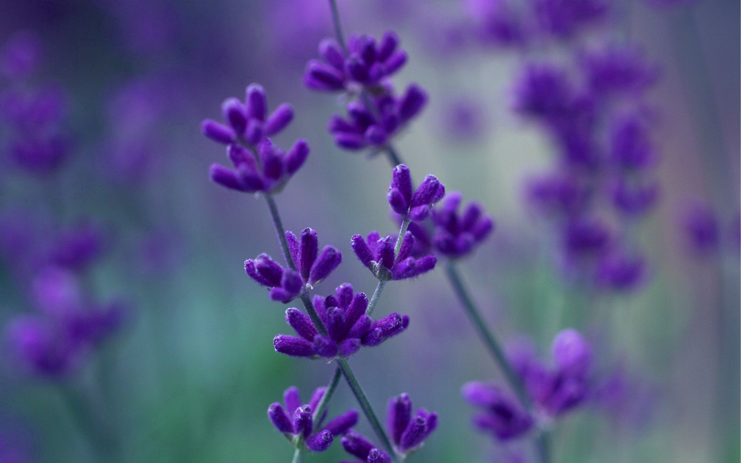flowers, background, plant, macro, blur, smooth, stem, stalk 4K, Ultra HD