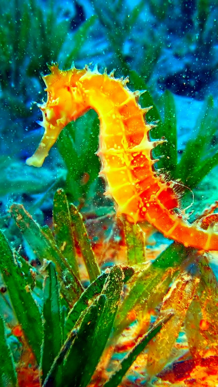 yellow, animal, seahorse, water, green wallpapers for tablet
