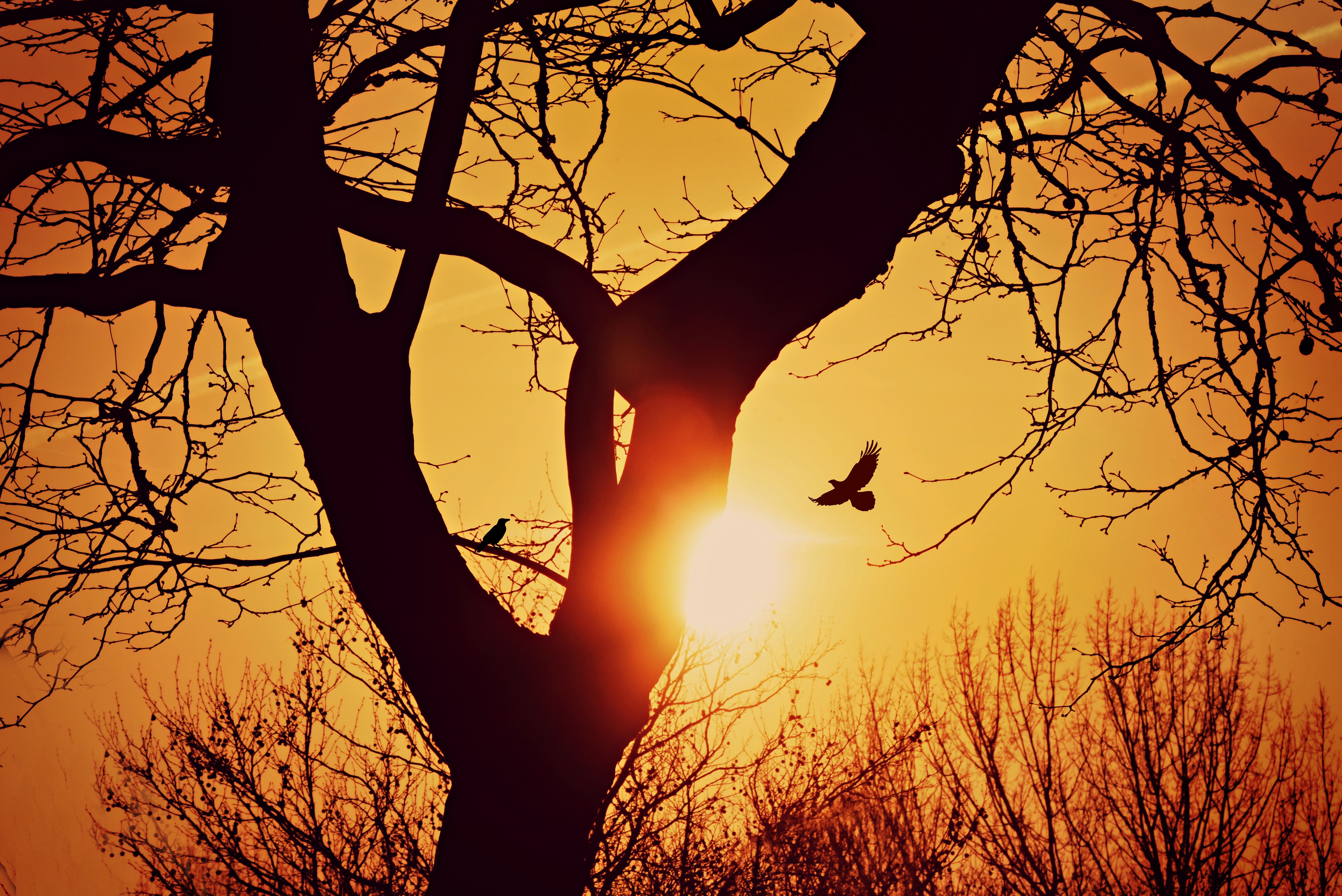 Download mobile wallpaper Branches, Tree, Wood, Nature, Flight, Sunset, Bird, Silhouette for free.