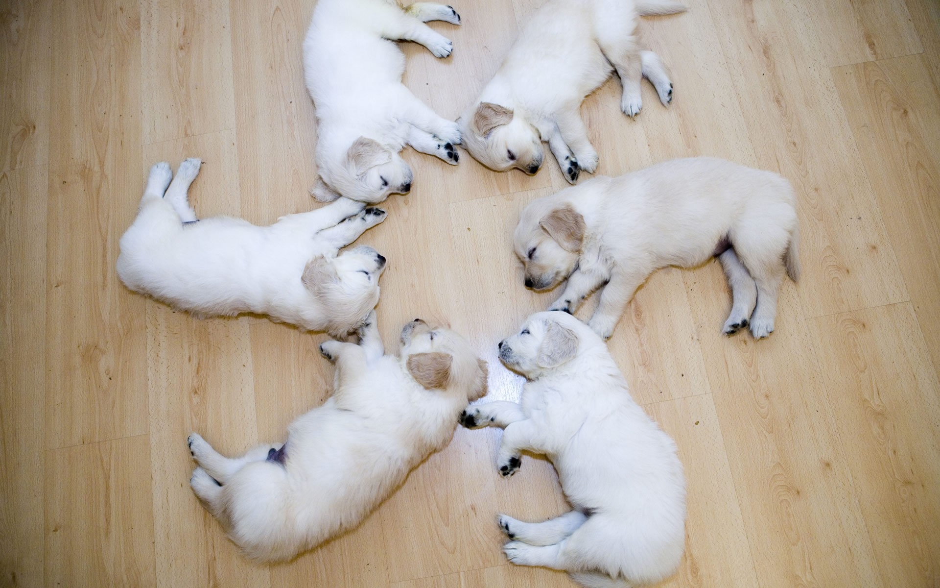 Много щенков спят