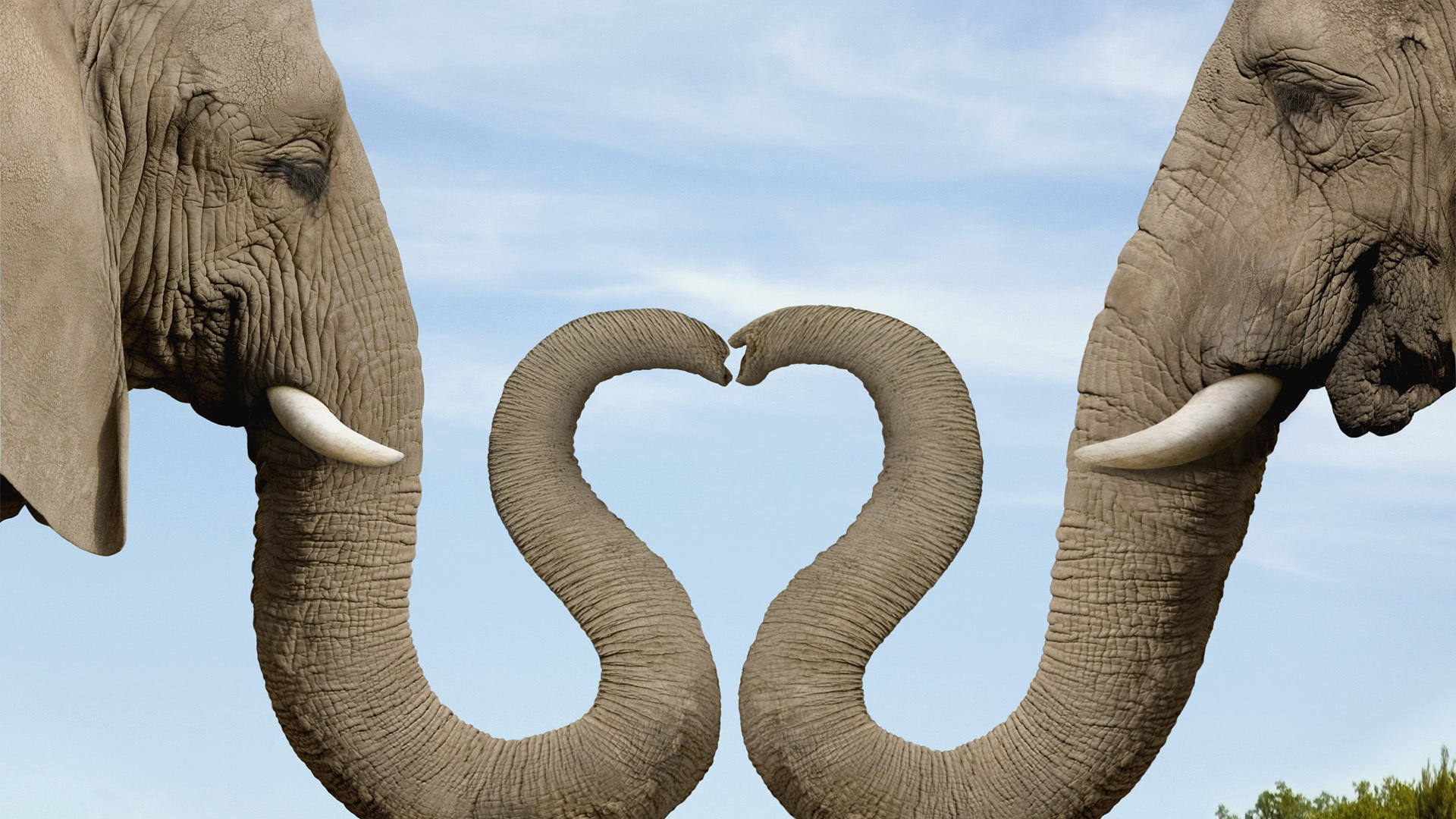 Слон любовь