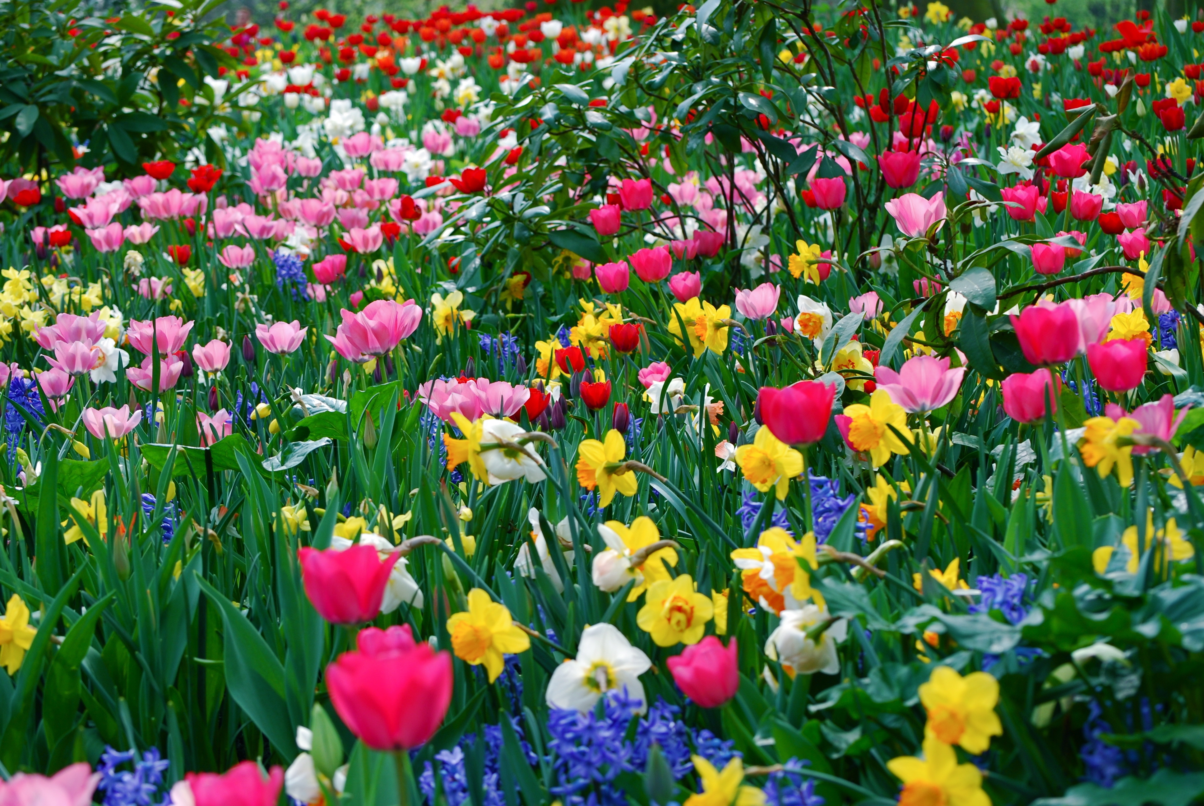 139833 завантажити шпалери весна, тюльпани, квіти, нарциси, краса, краси, поляна - заставки і картинки безкоштовно