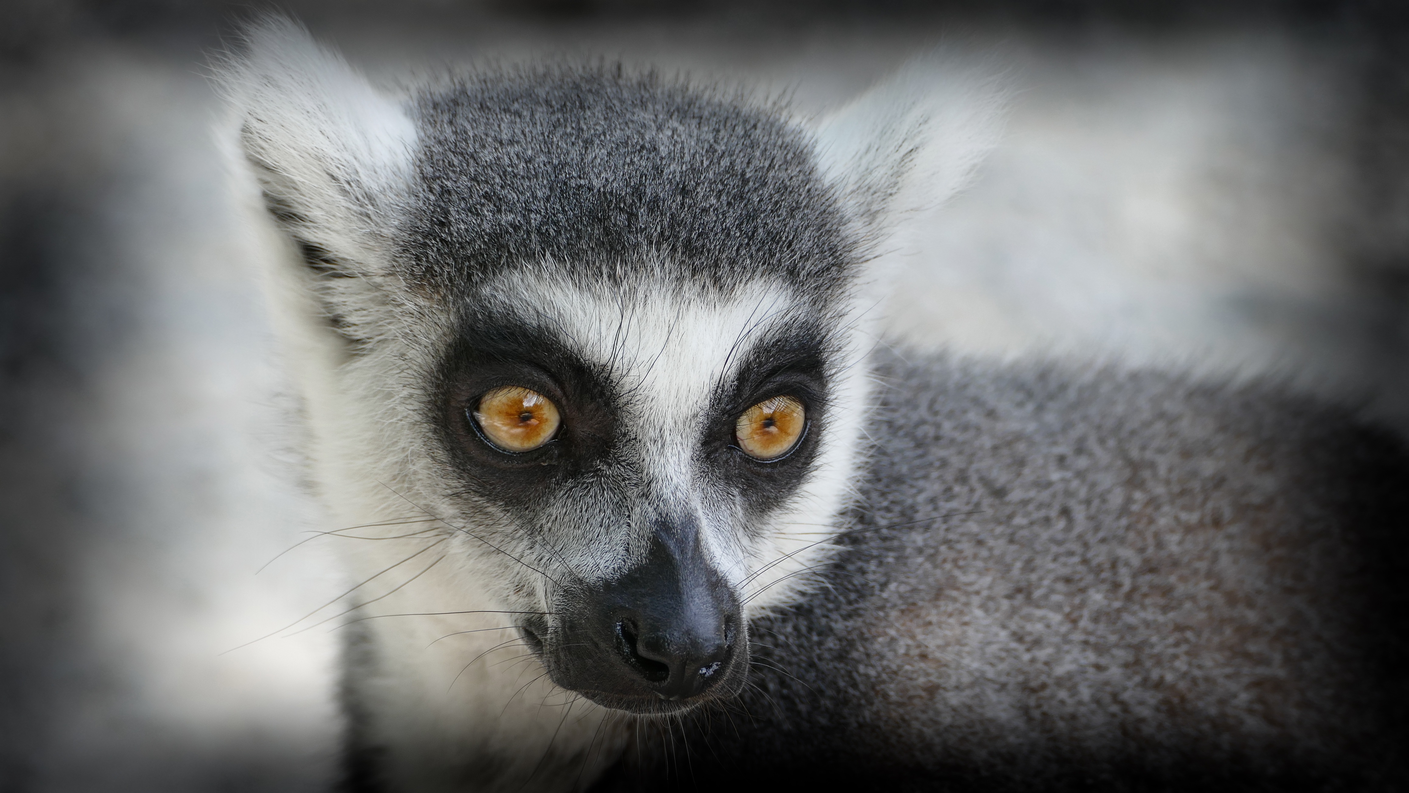 Laden Sie das Sicht, Meinung, Lemur, Schnauze, Tiere-Bild kostenlos auf Ihren PC-Desktop herunter