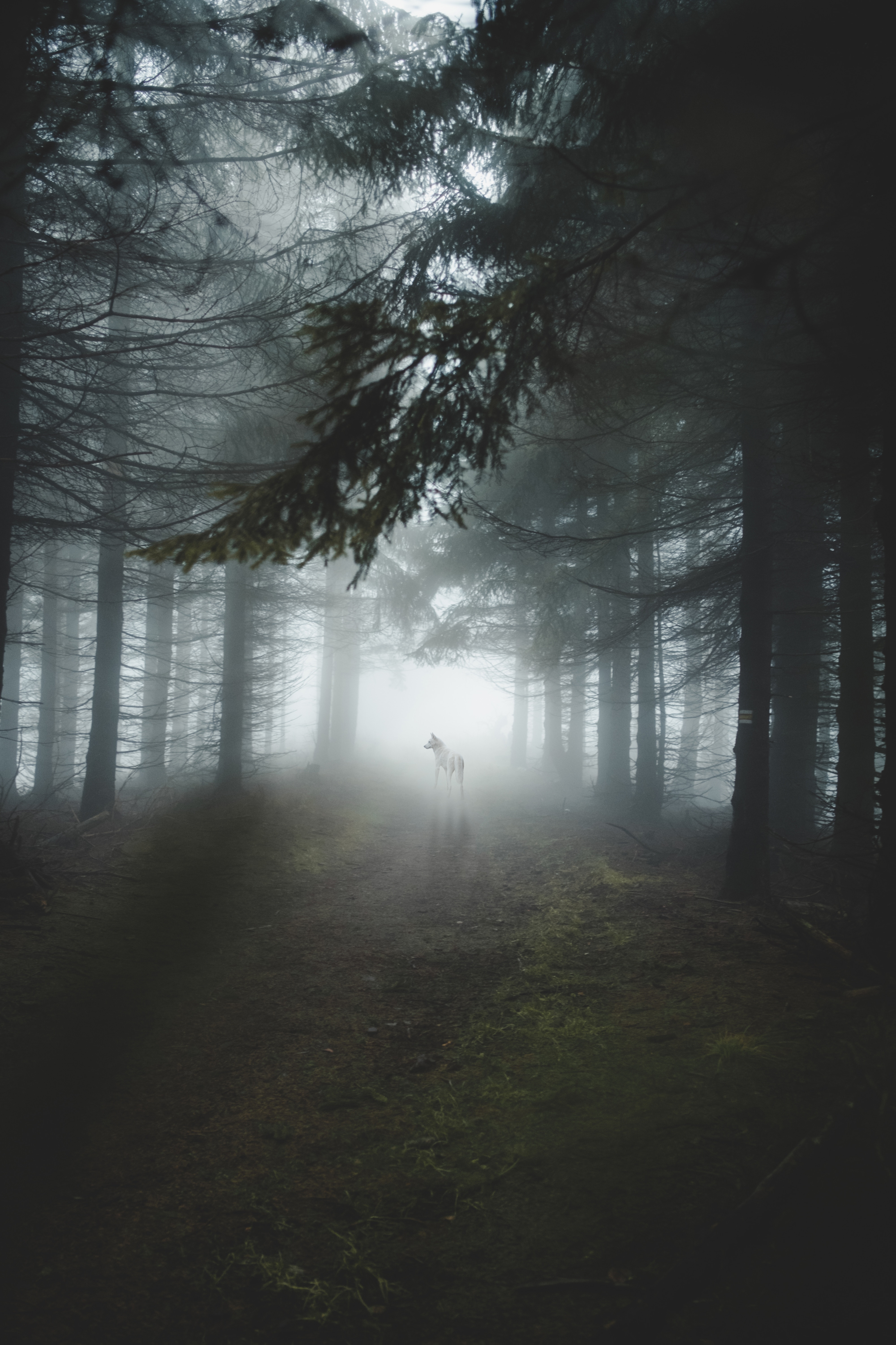 wolf, nature, trees, shine, light, forest, dog, fog