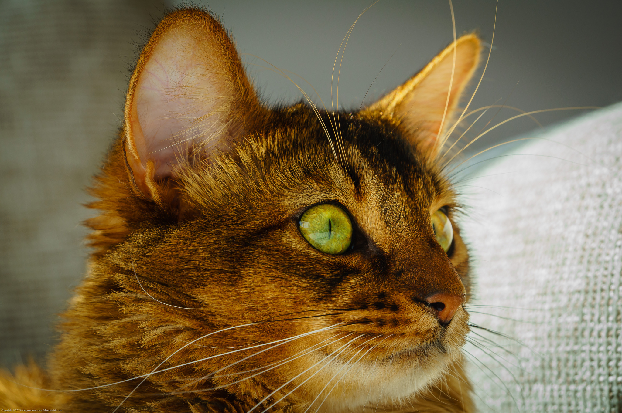 Green ears. Сомалийская кошка. Морда кота. Кот с зелеными глазами. Коричневая кошка с зелеными глазами.