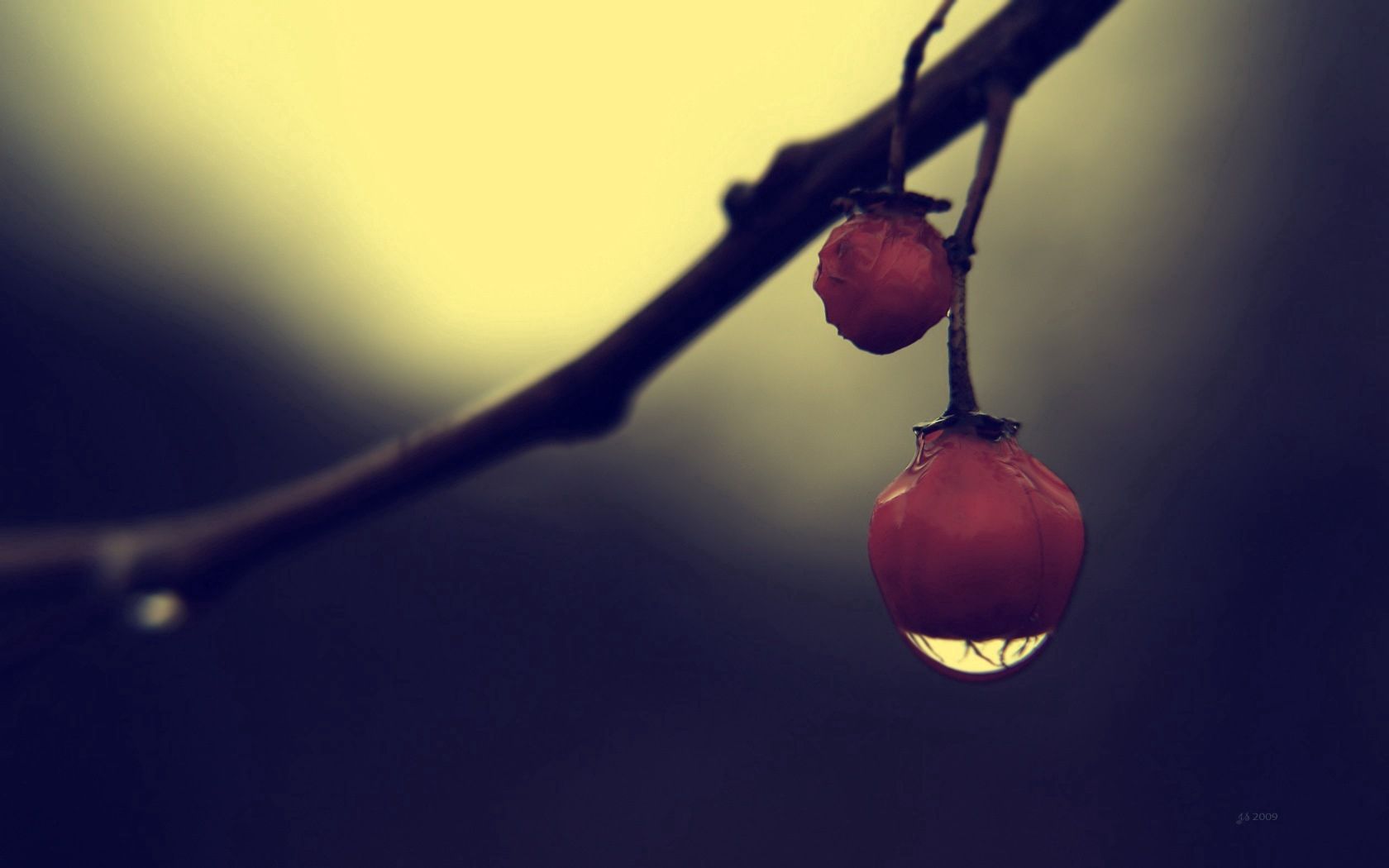Download mobile wallpaper Branch, Drops, Macro, Shadow, Berry for free.