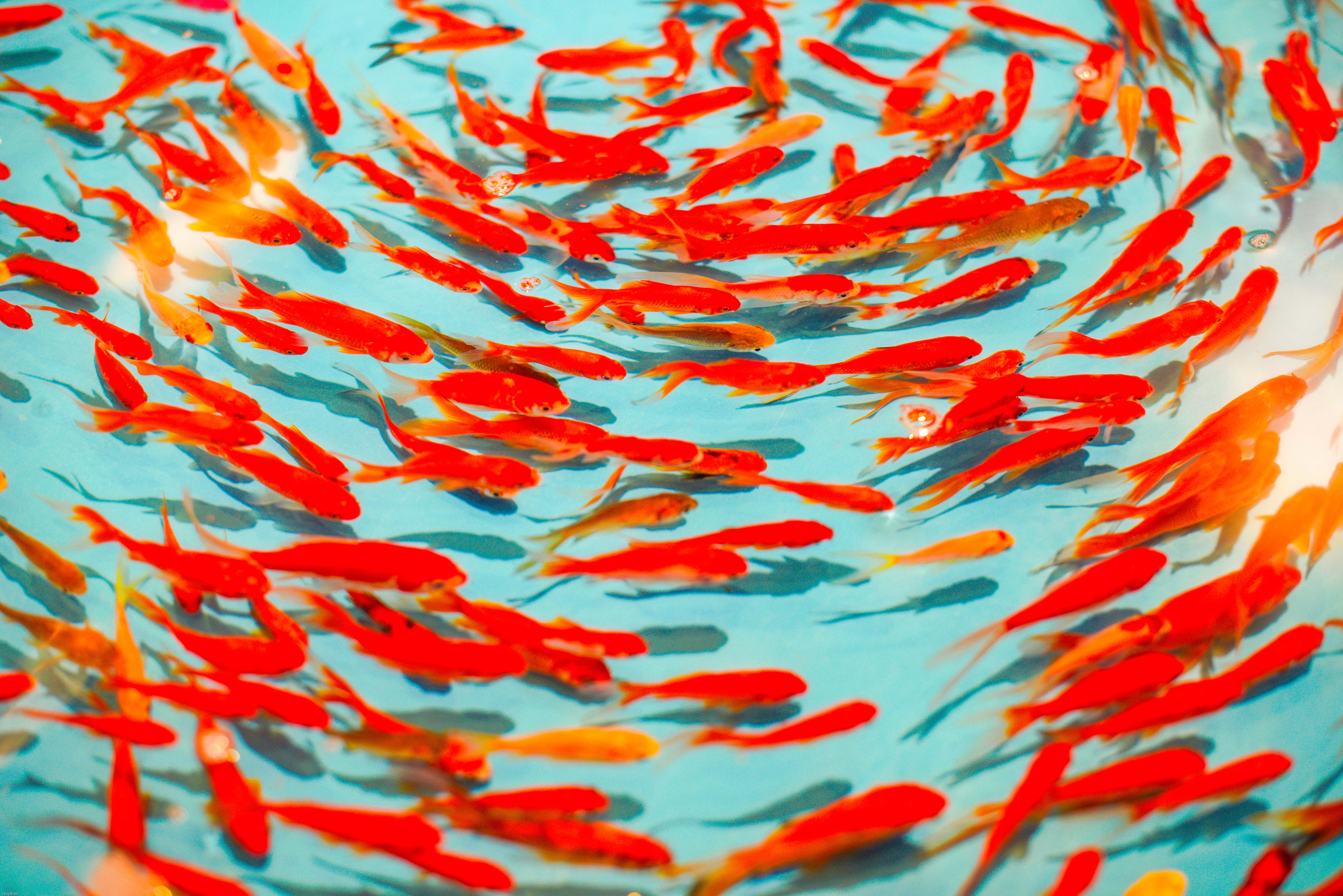 154707画像をダウンロード動物, 水, 魚, 赤, 赤い, 泳ぐには, 泳ぐ-壁紙とスクリーンセーバーを無料で