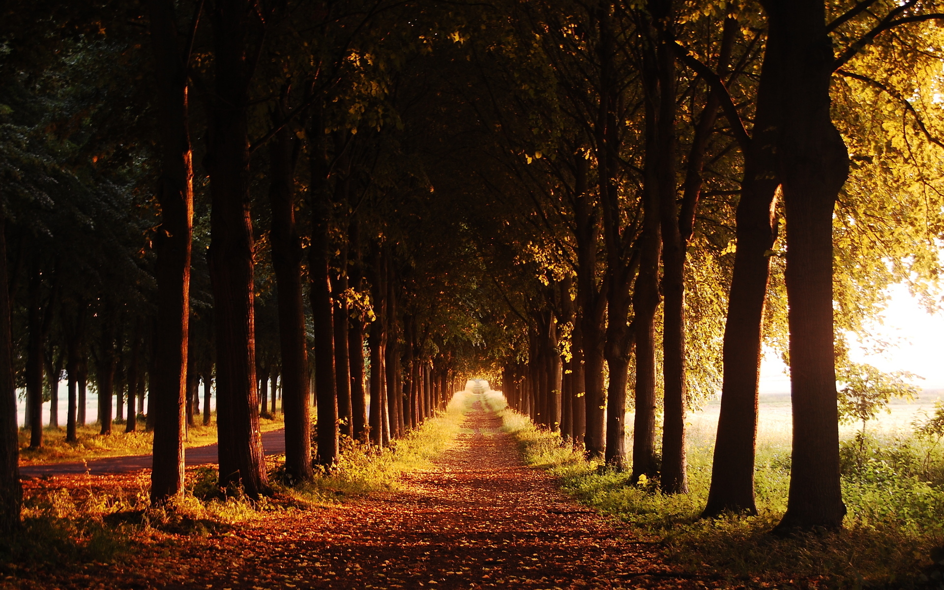 免费下载景观, 树, 道路, 秋手机壁纸。