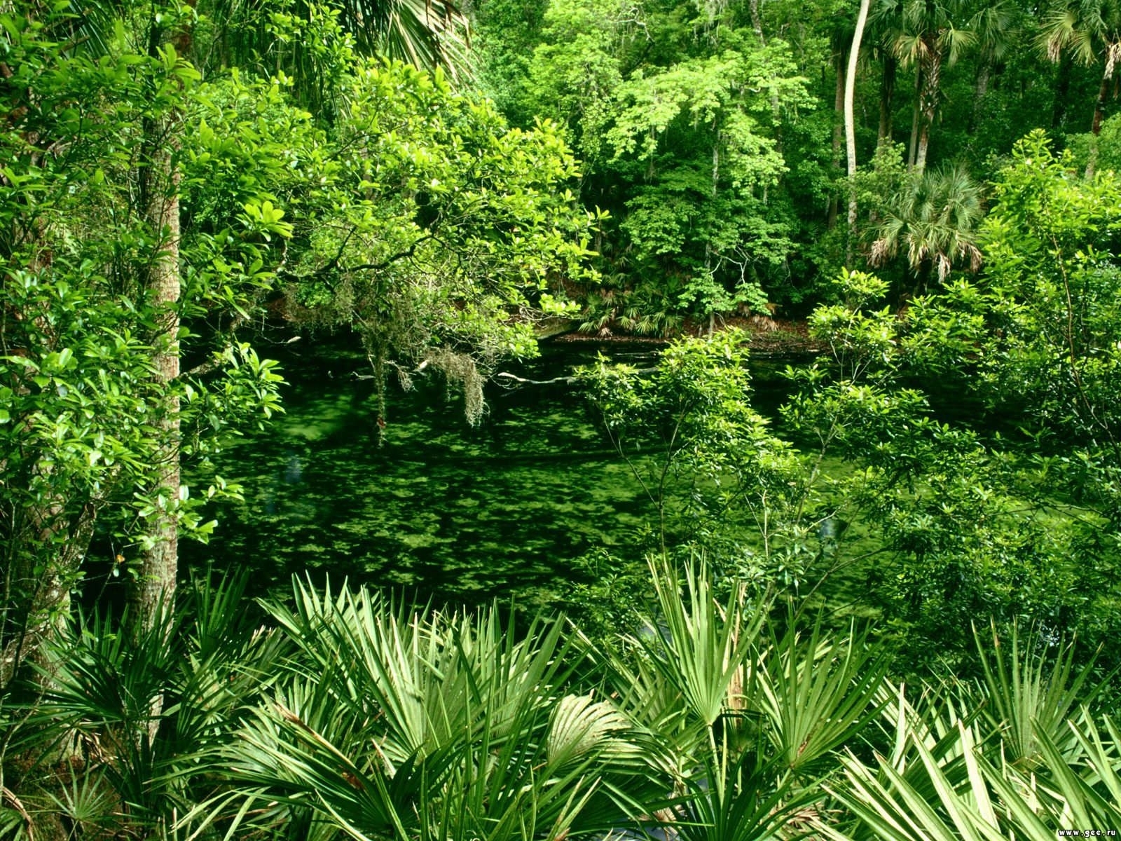 Free download wallpaper Plants, Trees, Landscape on your PC desktop